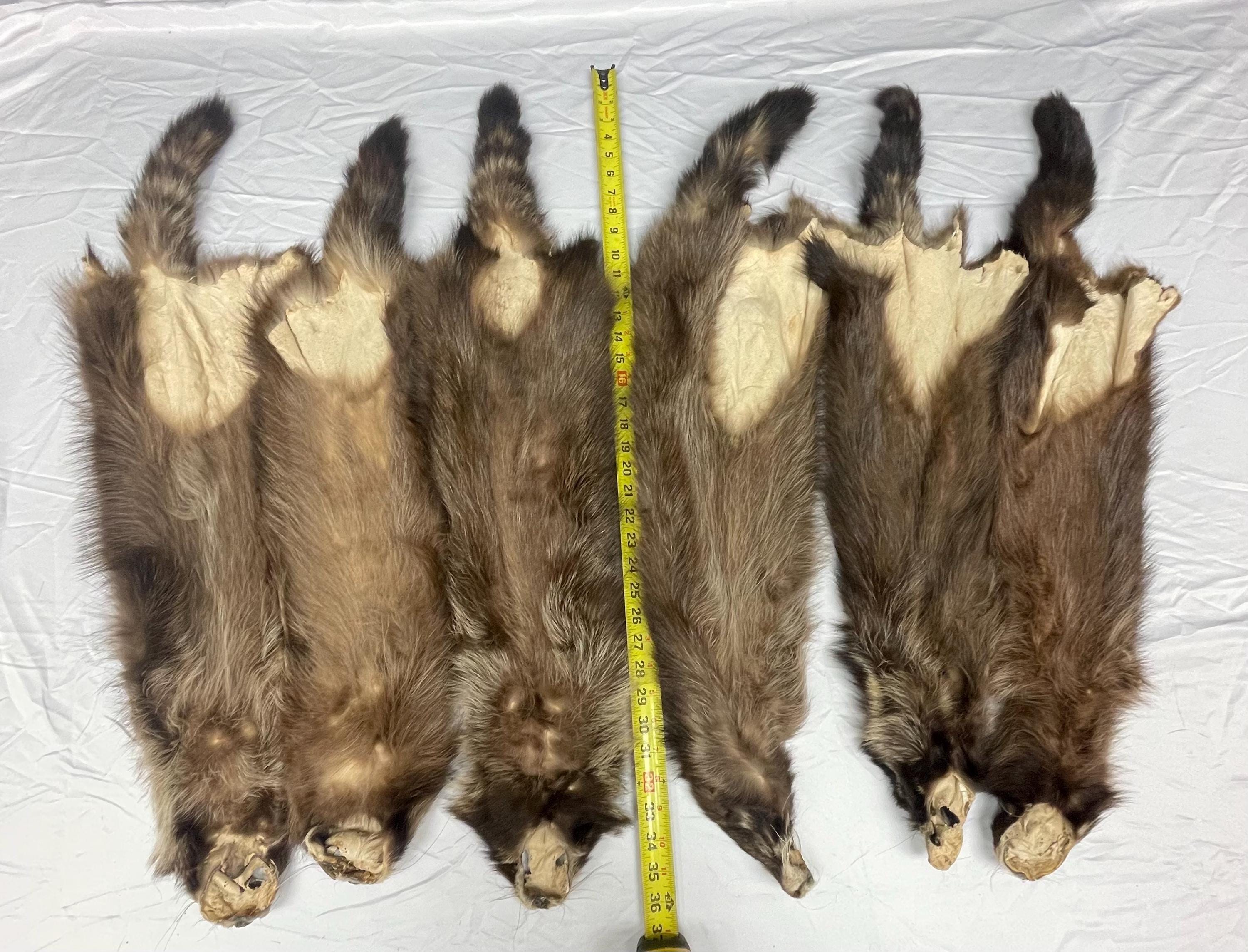 Raccoon pelt fisher raccoon hide tanned real fur