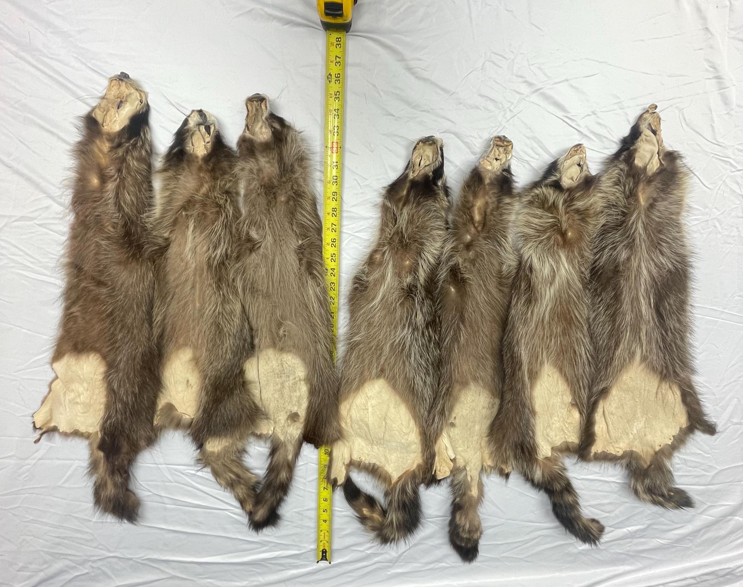 Raccoon pelt black raccoon hide tanned real fur