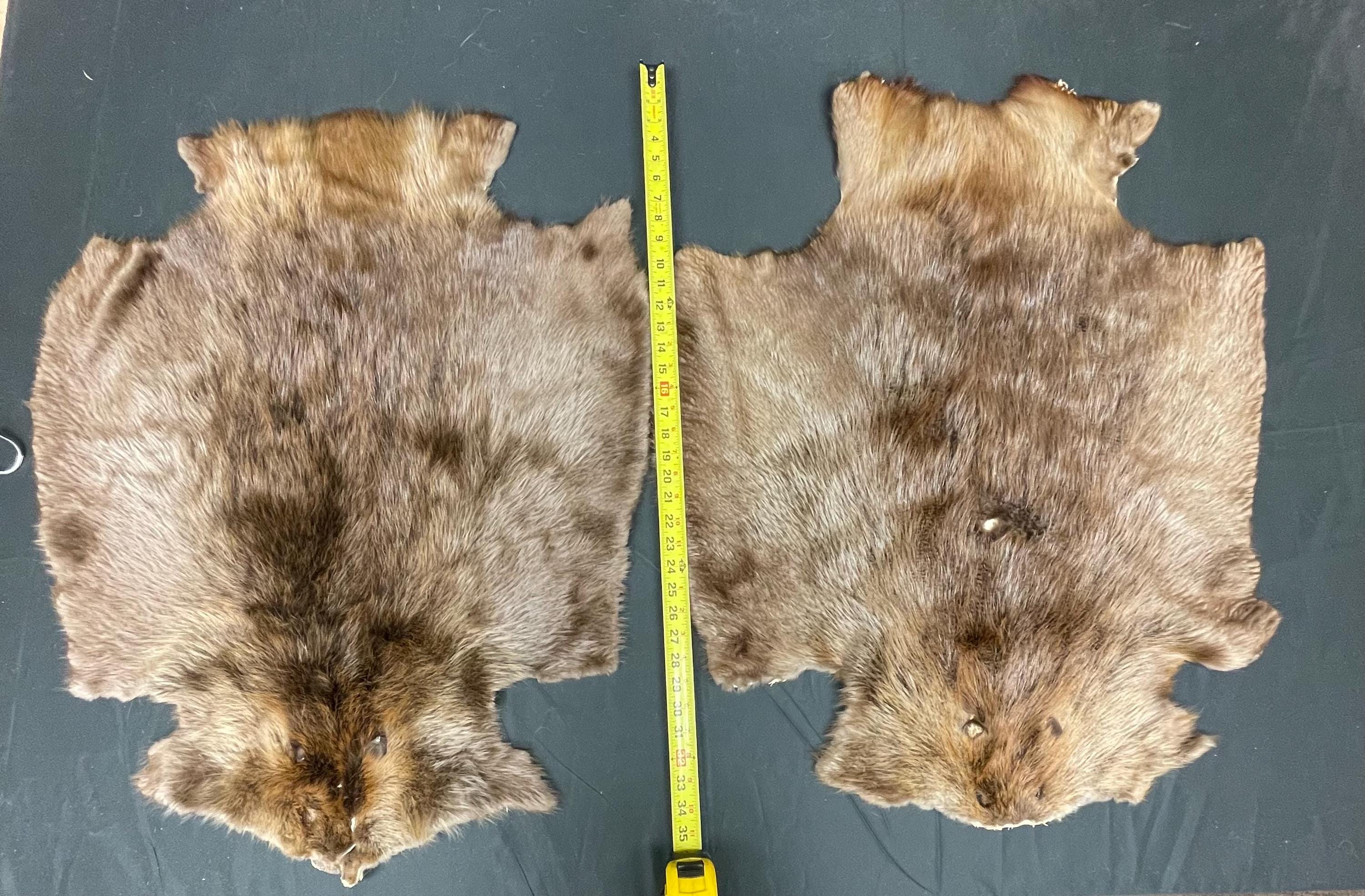Tanned beaver hide real fur ethically sourced pelt