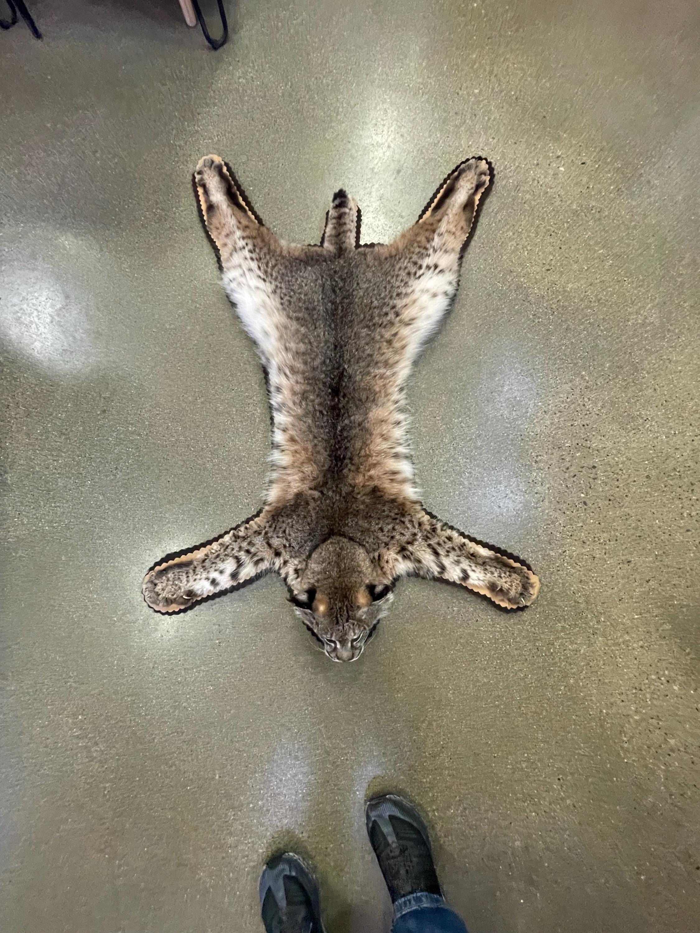 Bobcat rug real bobcat fur taxidermy