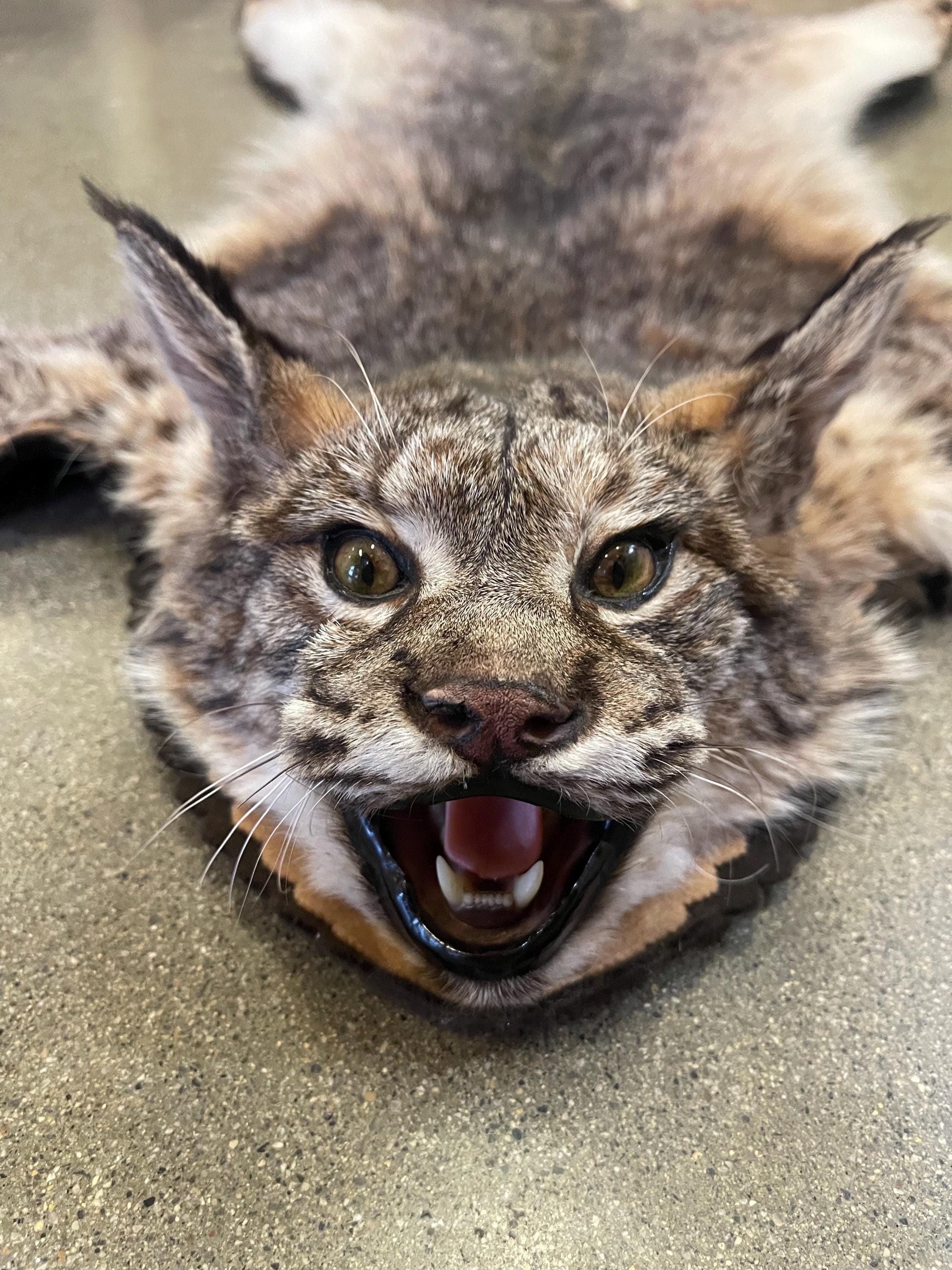 Bobcat rug real bobcat fur taxidermy