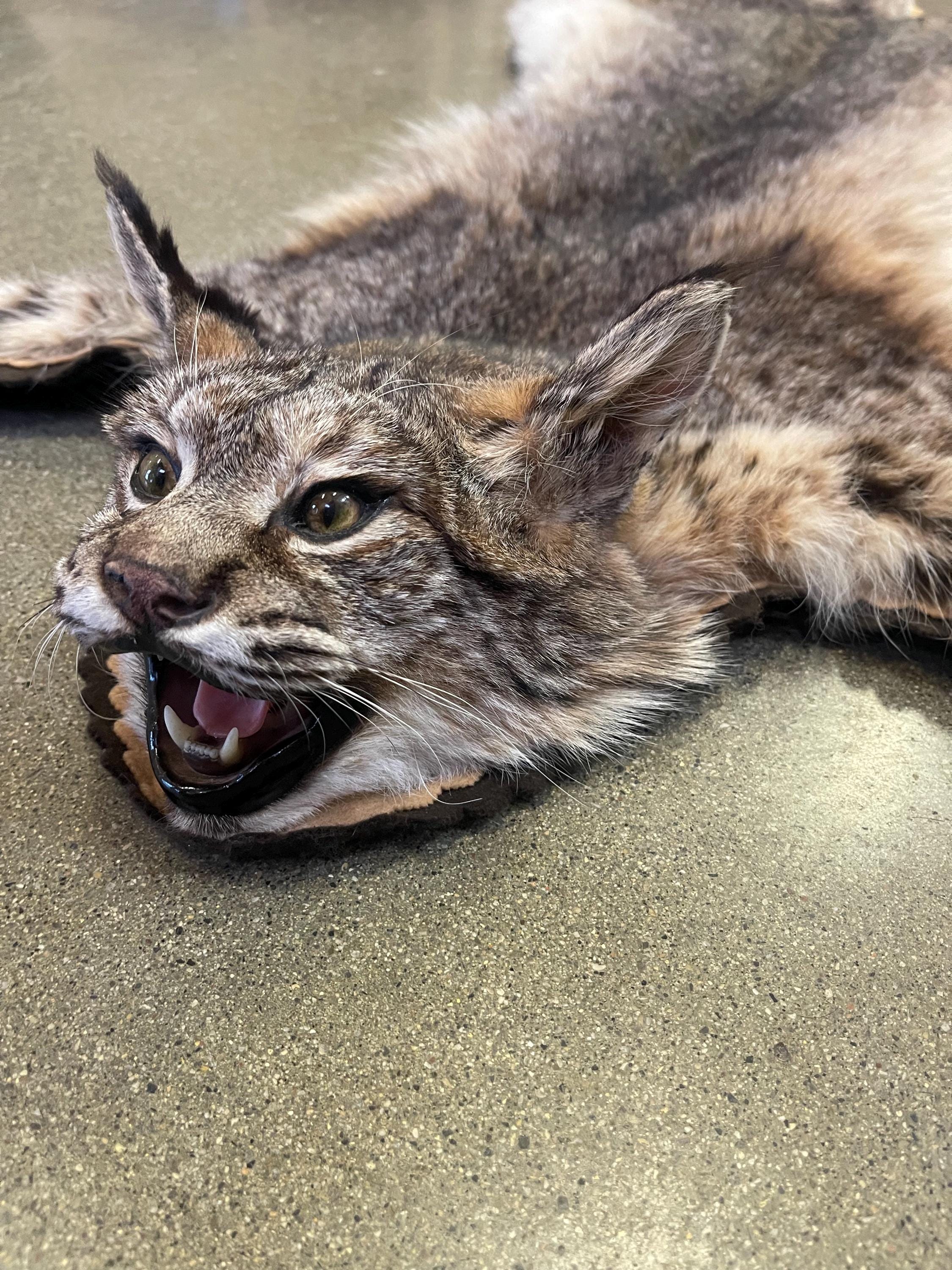 Bobcat rug real bobcat fur taxidermy