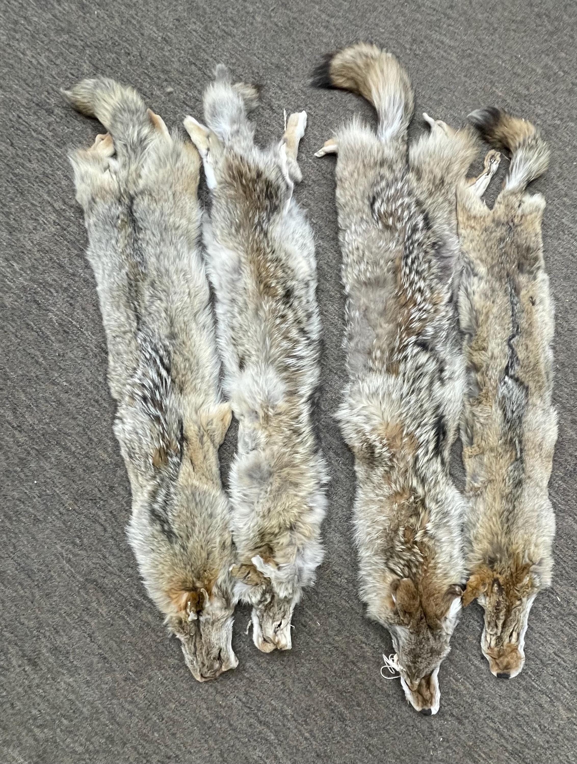 Tanned coyotes western soft tanned hides
