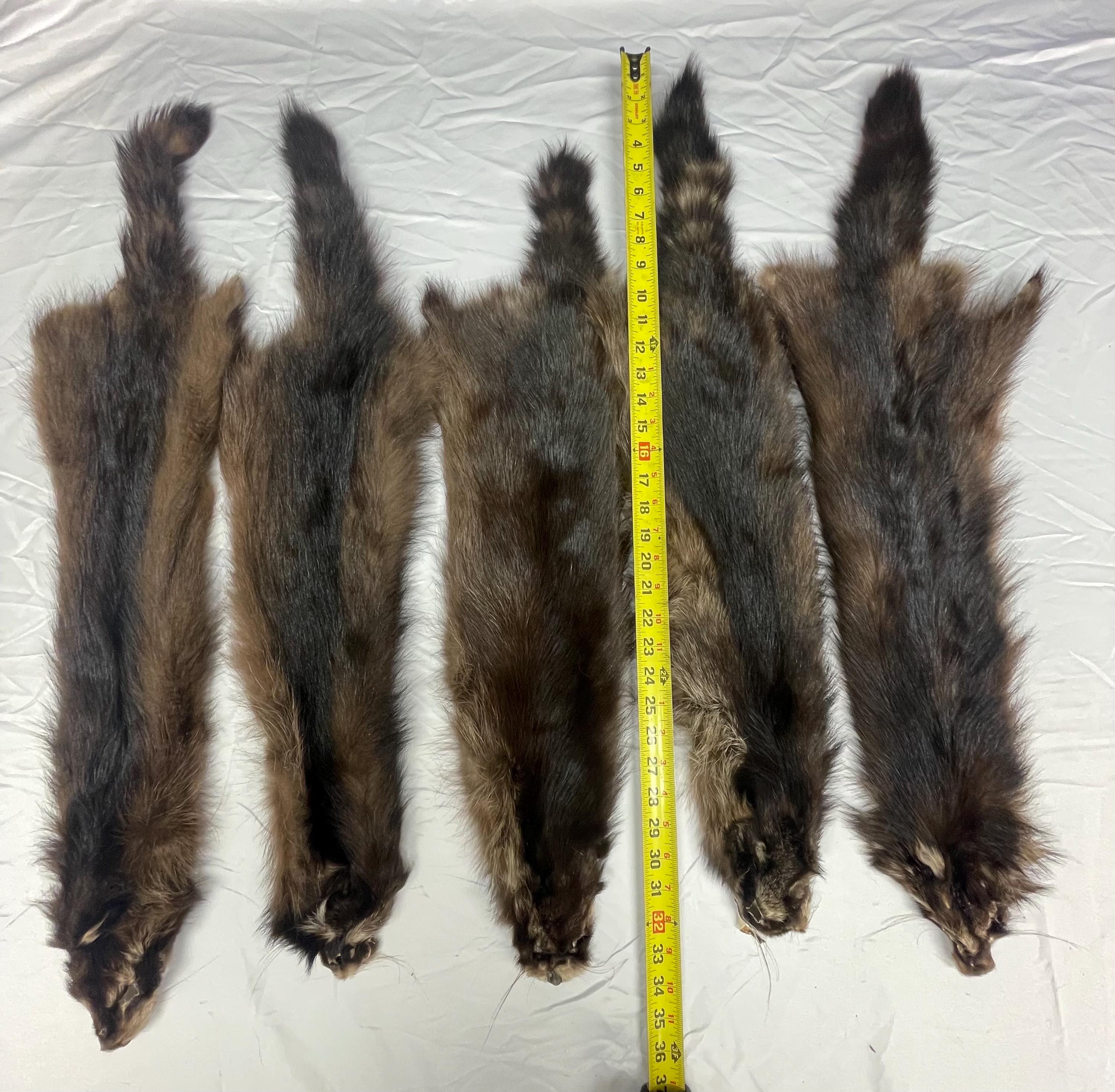Raccoon pelt fisher raccoon hide tanned real fur