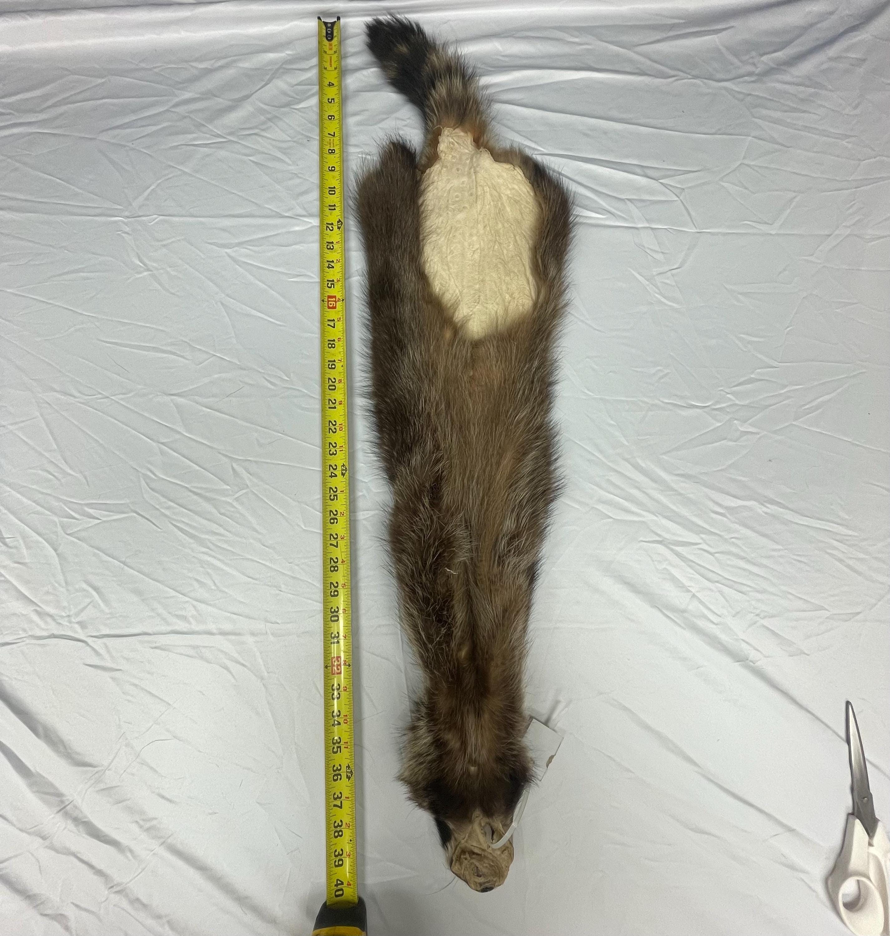 Raccoon pelt fisher raccoon hide tanned real fur