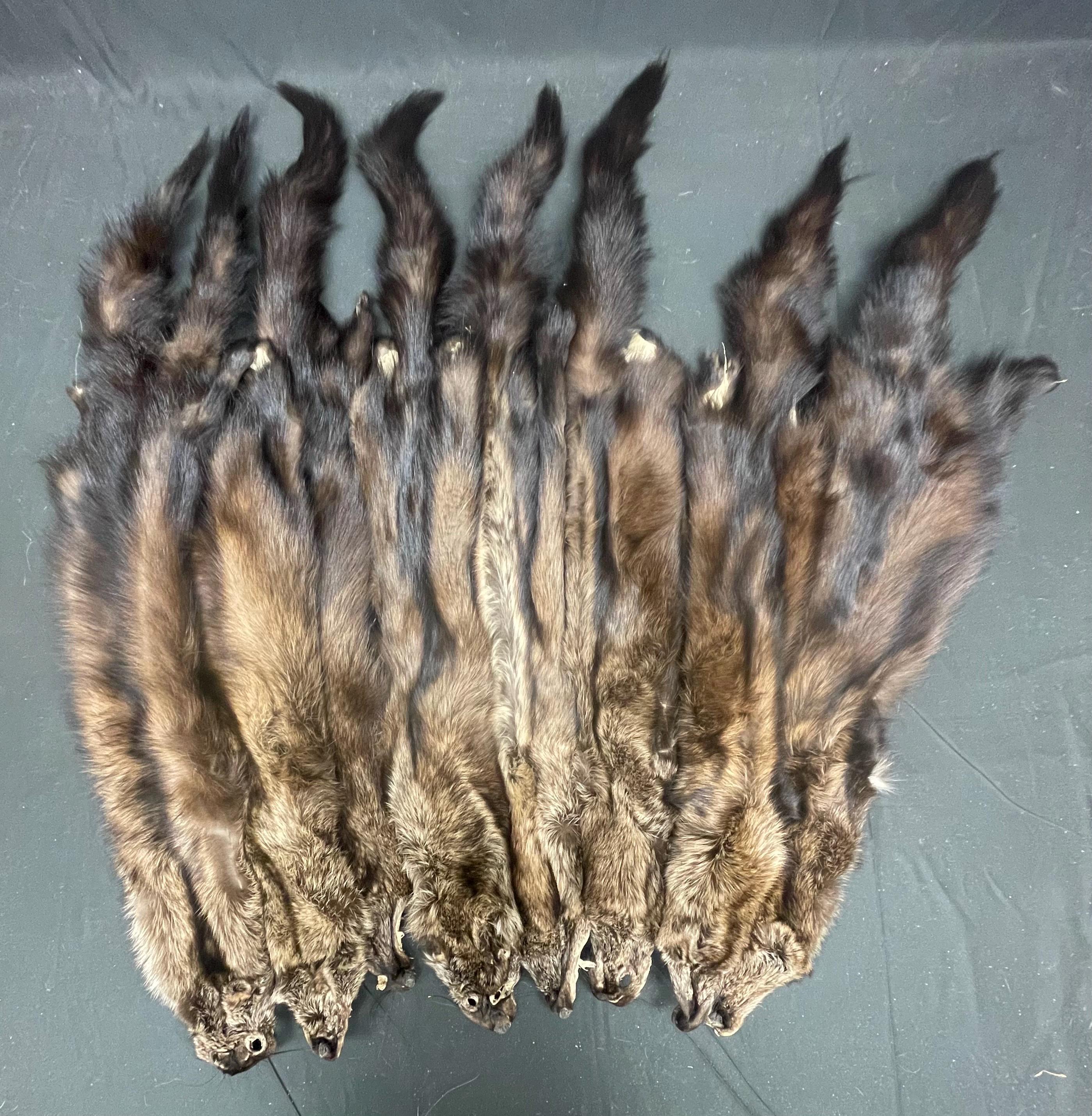 Tanned Fisher pelt professionally soft tanned real fur ethically sourced fur
