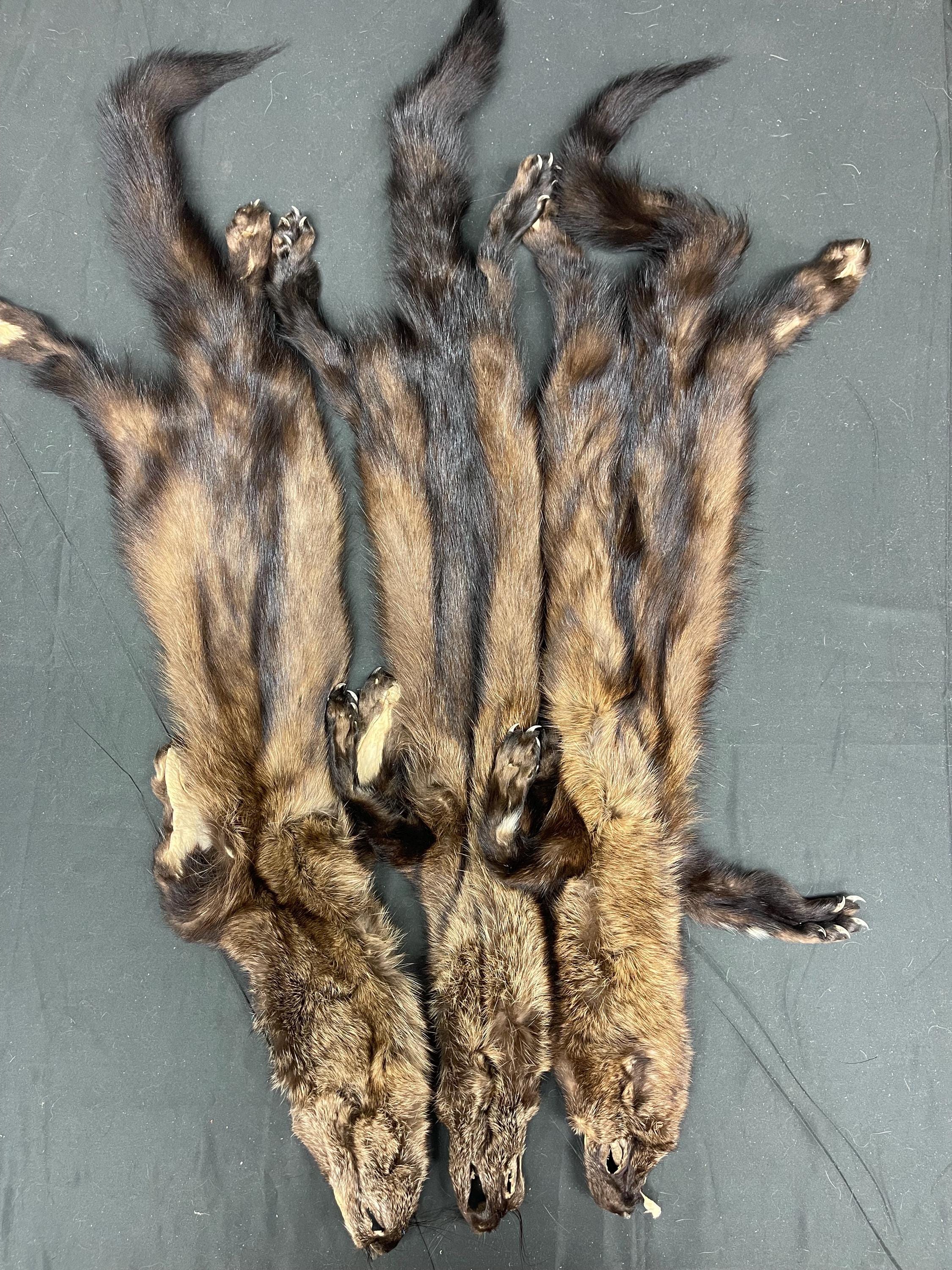 Tanned Fisher pelt professionally soft tanned real fur Fisher w/ft ethically sourced fur