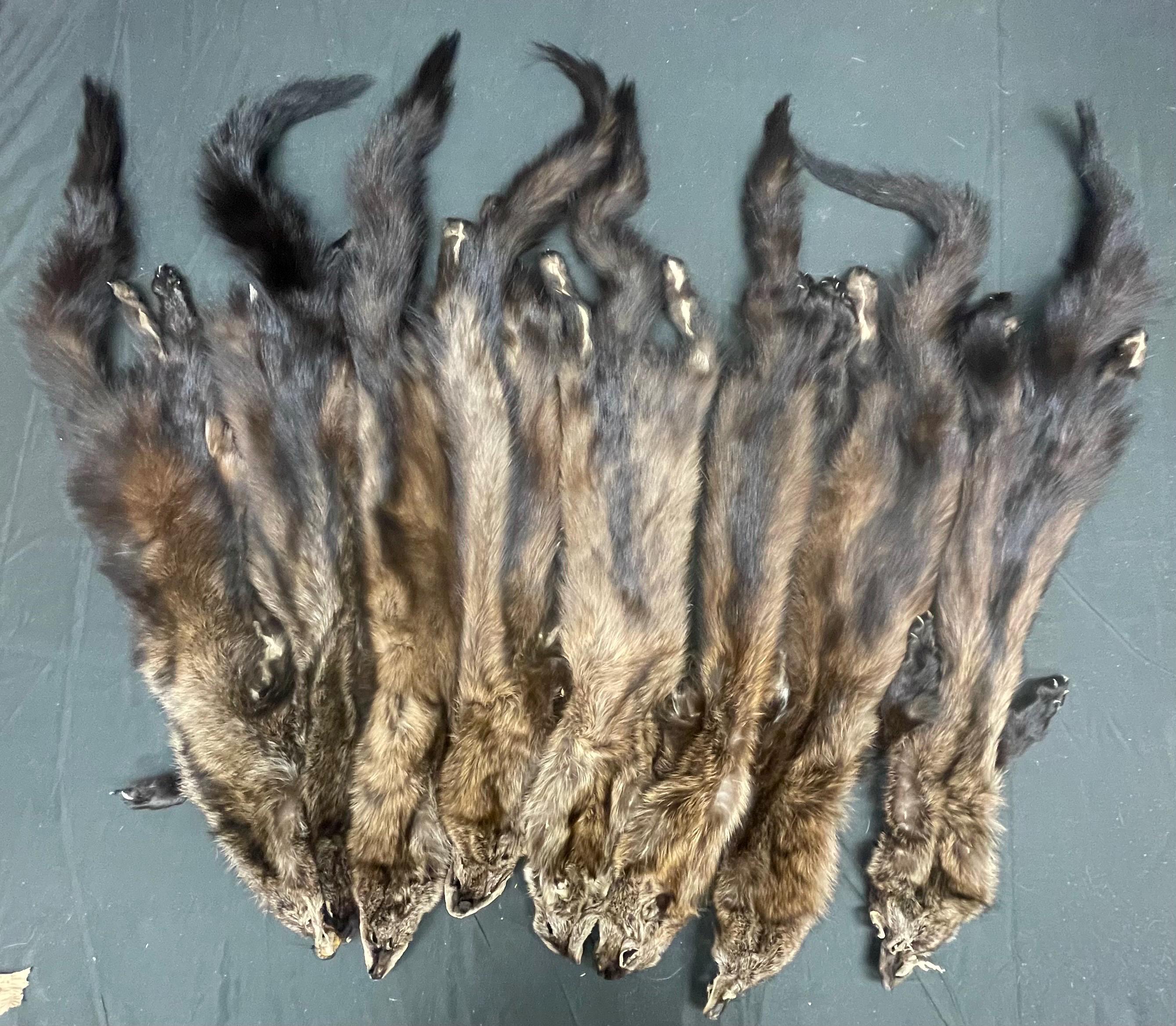 Tanned Fisher pelt professionally soft tanned real fur Fisher w/ft ethically sourced fur