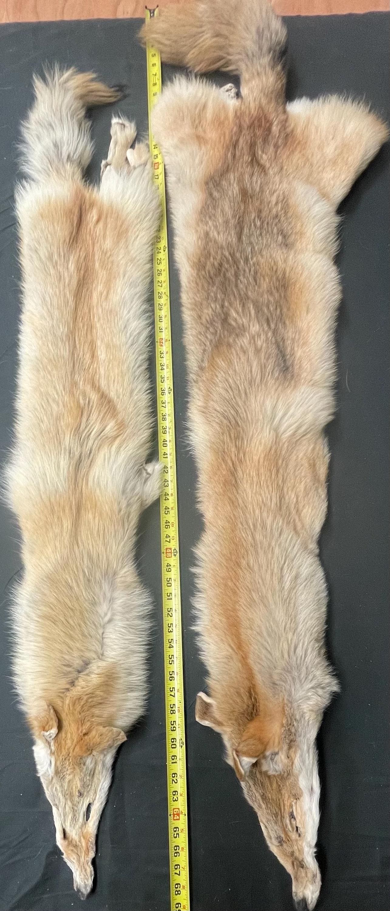 Tanned red coyotes heavy lighter red soft tanned hides