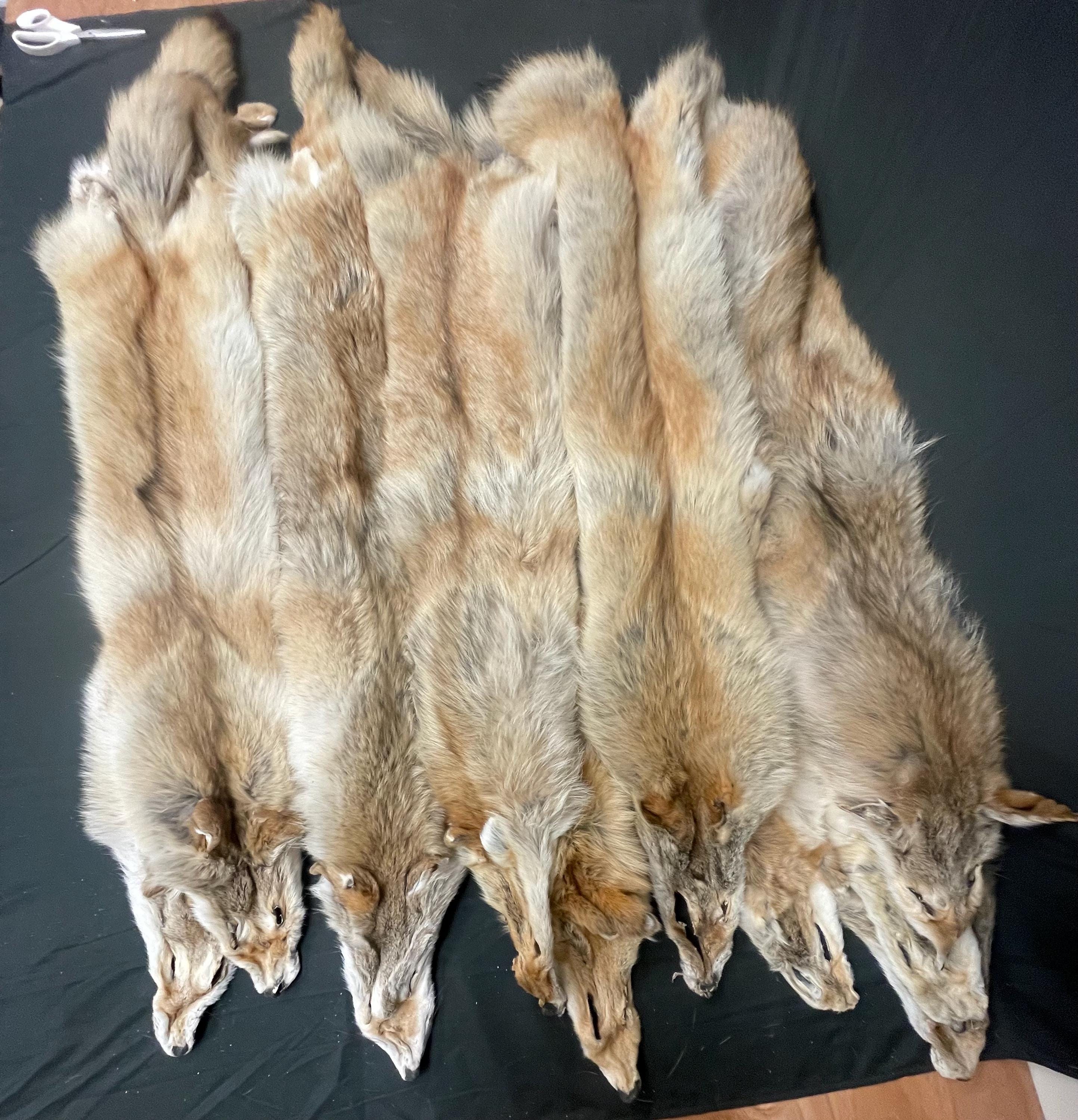 Tanned red coyotes heavy lighter red soft tanned hides