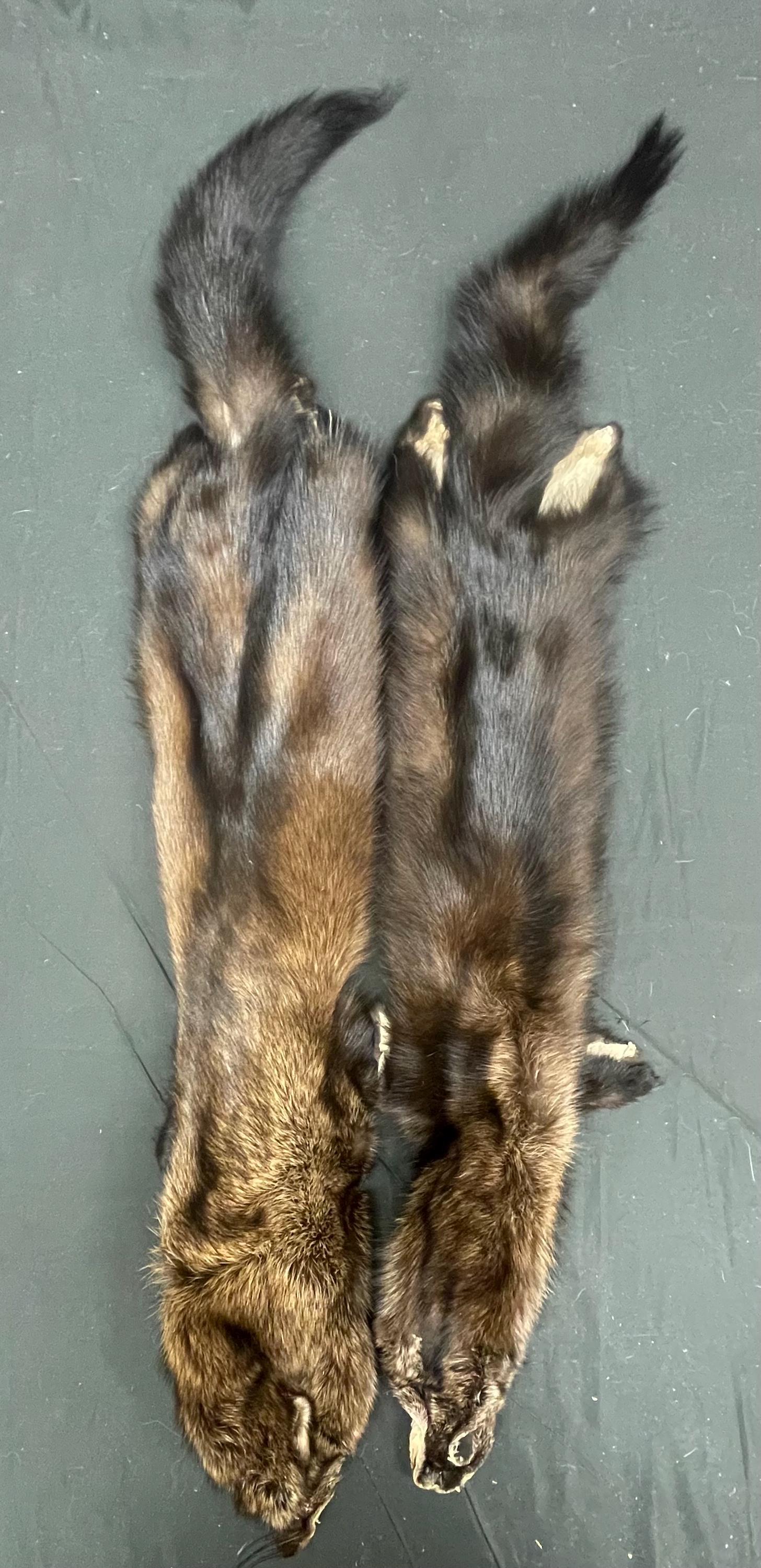 Tanned Fisher pelt professionally soft tanned real fur ethically sourced fur