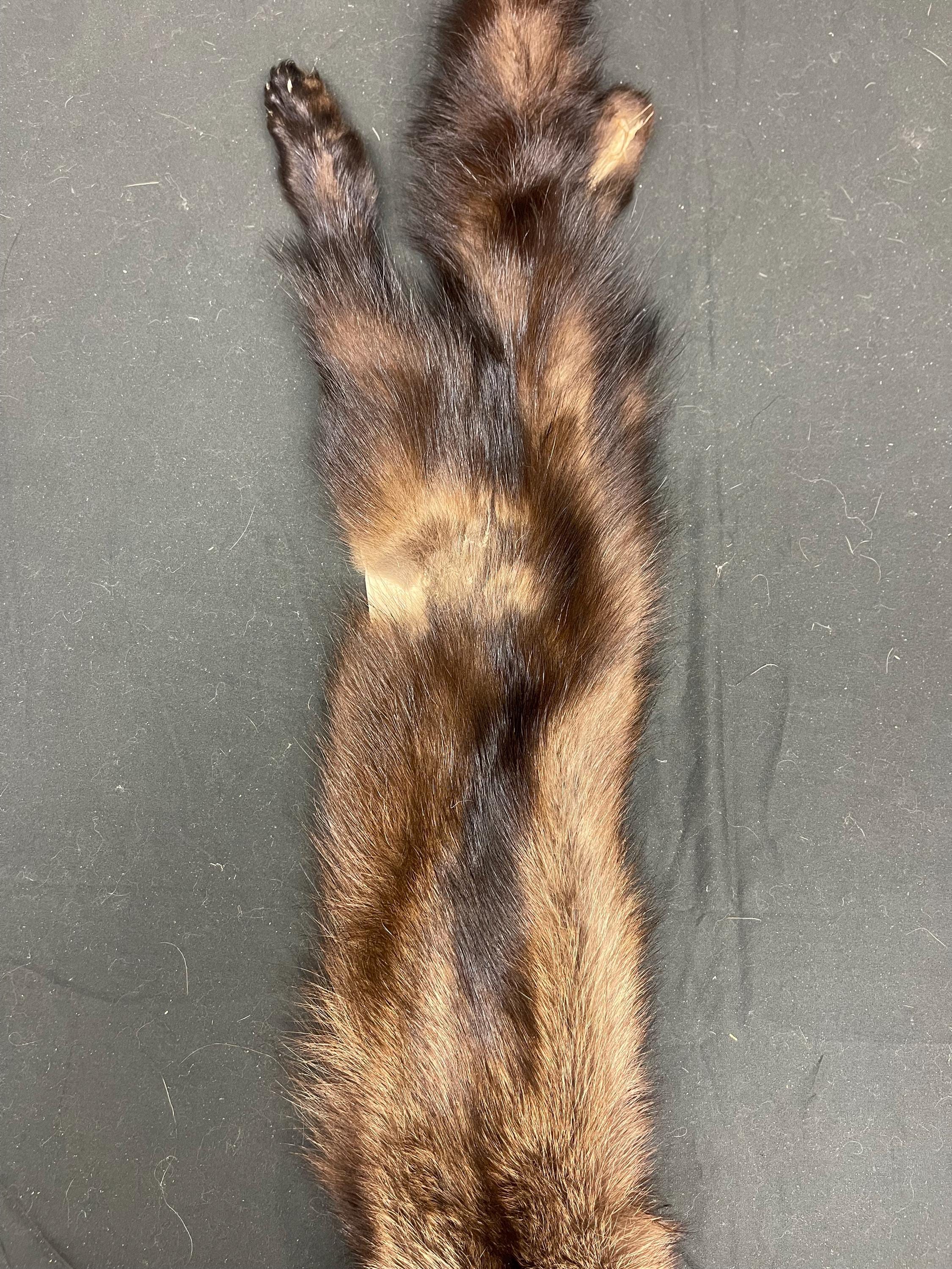 Tanned Fisher pelt professionally soft tanned real fur Fisher w/ft ethically sourced fur