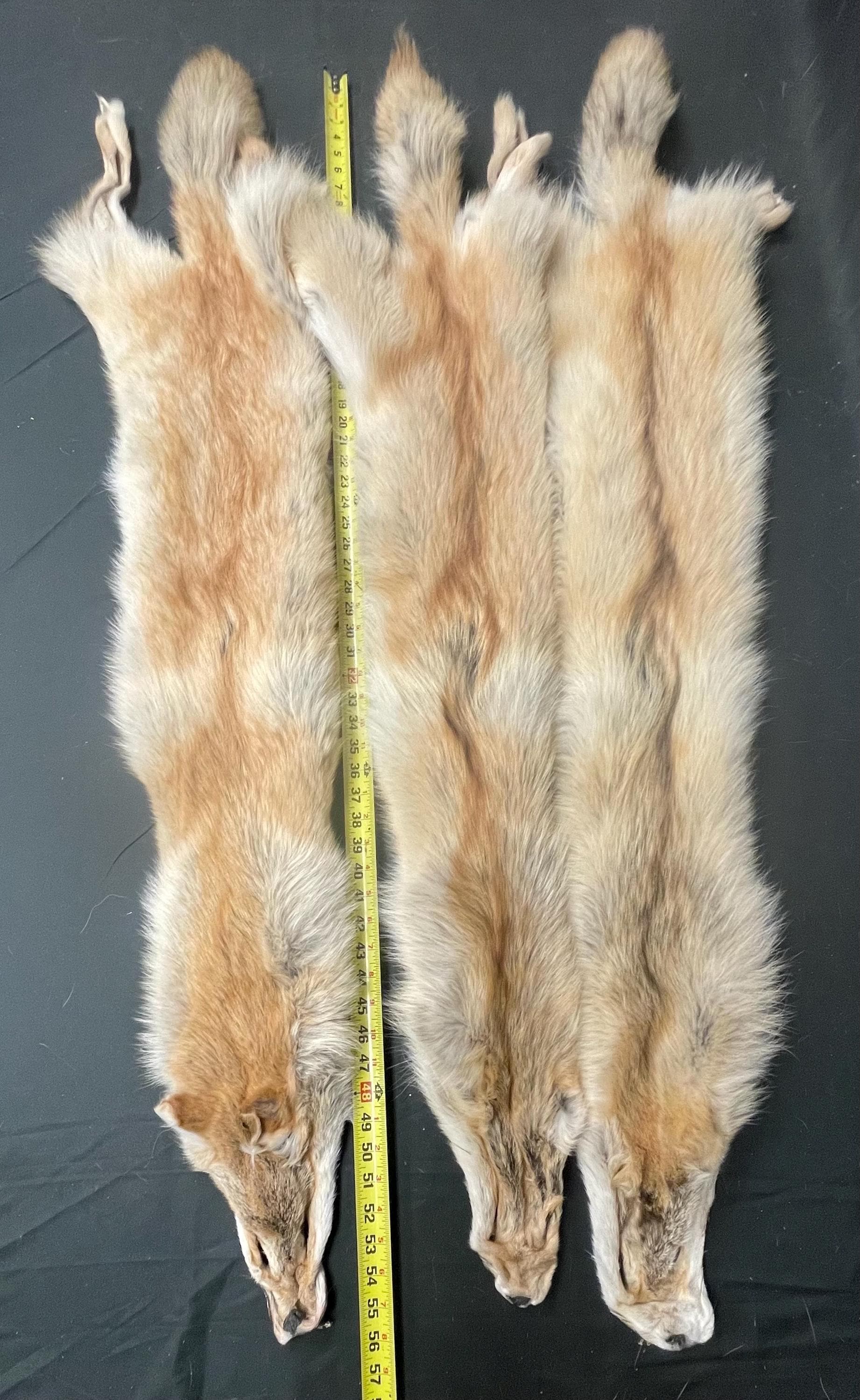 Tanned red coyotes heavy lighter red soft tanned hides