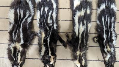 Tanned spotted skunk hide with feet