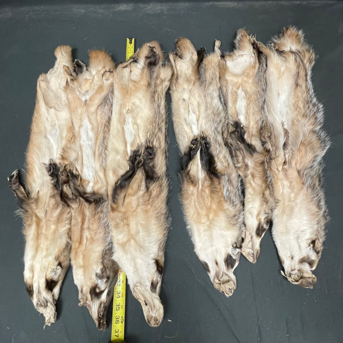 Badger Hides And Pelts