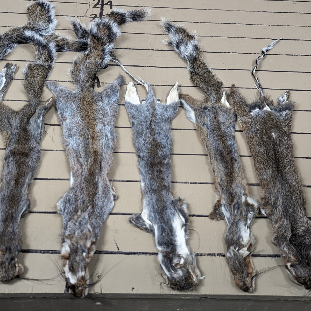 Squirrel Hides And Pelts