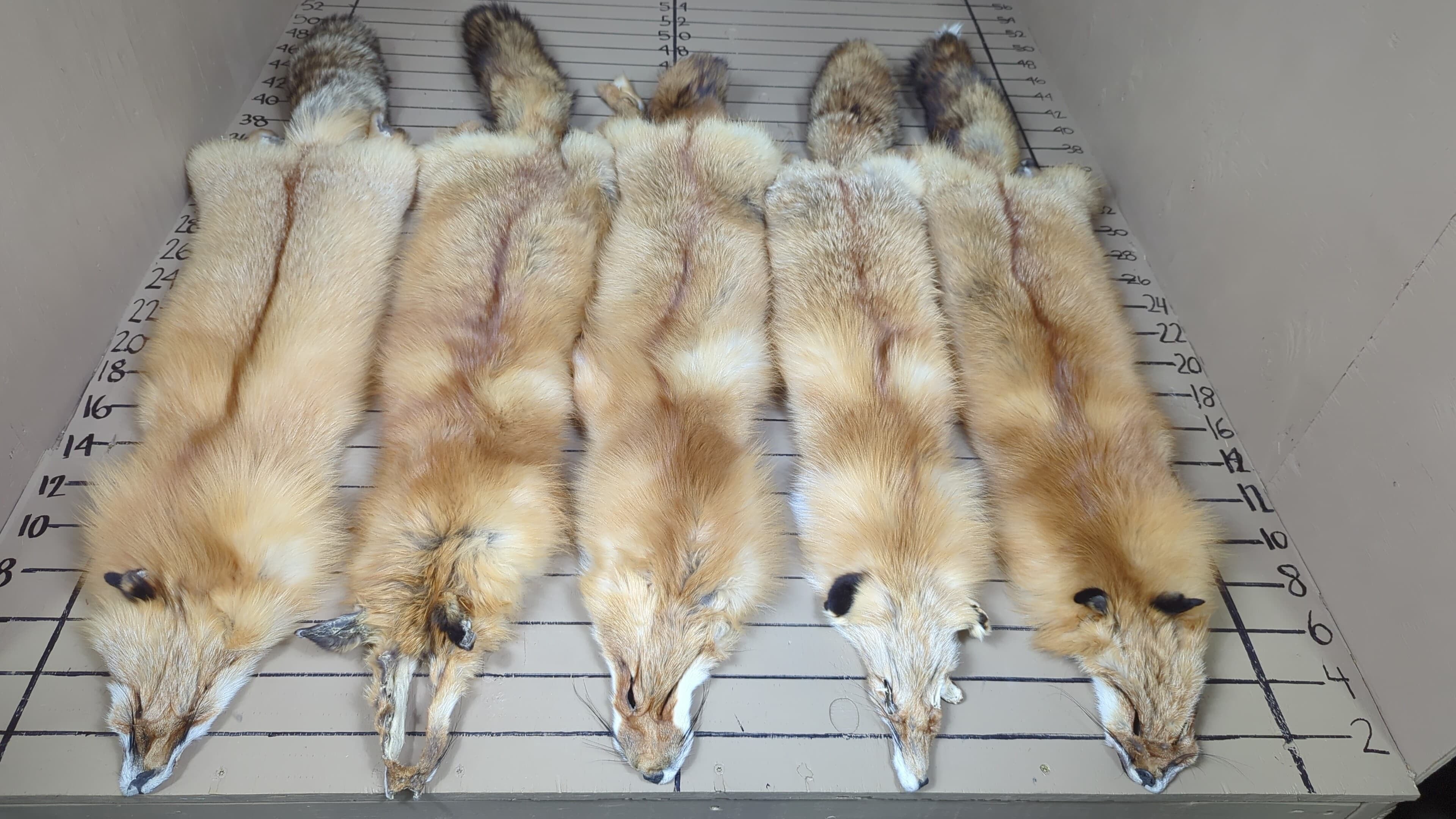 Northern Red Fox Pelt #2 Quality – Ultra-Dense Prime Winter Fur | Natural Imperfections