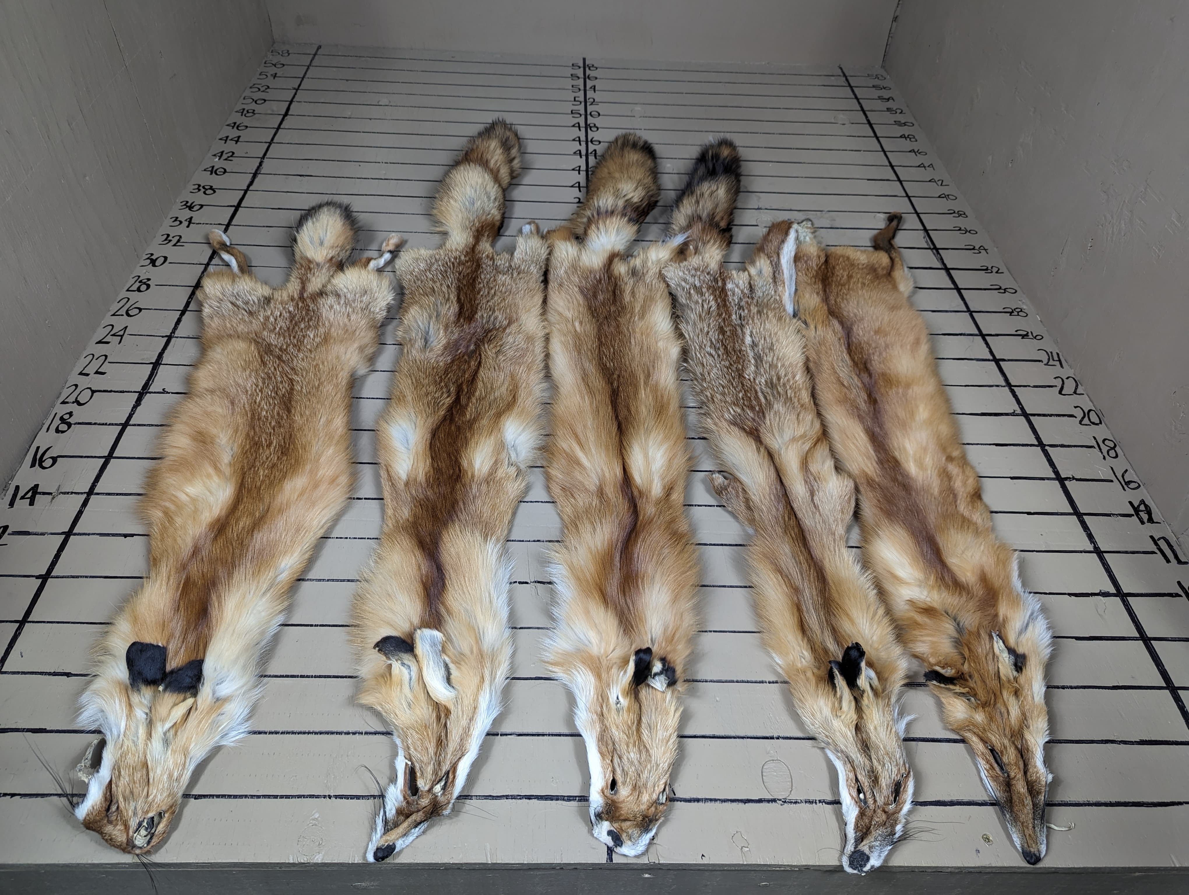 Eastern Red Fox Pelt #3 Quality – Prime Winter Fur | Craft & Project Grade
