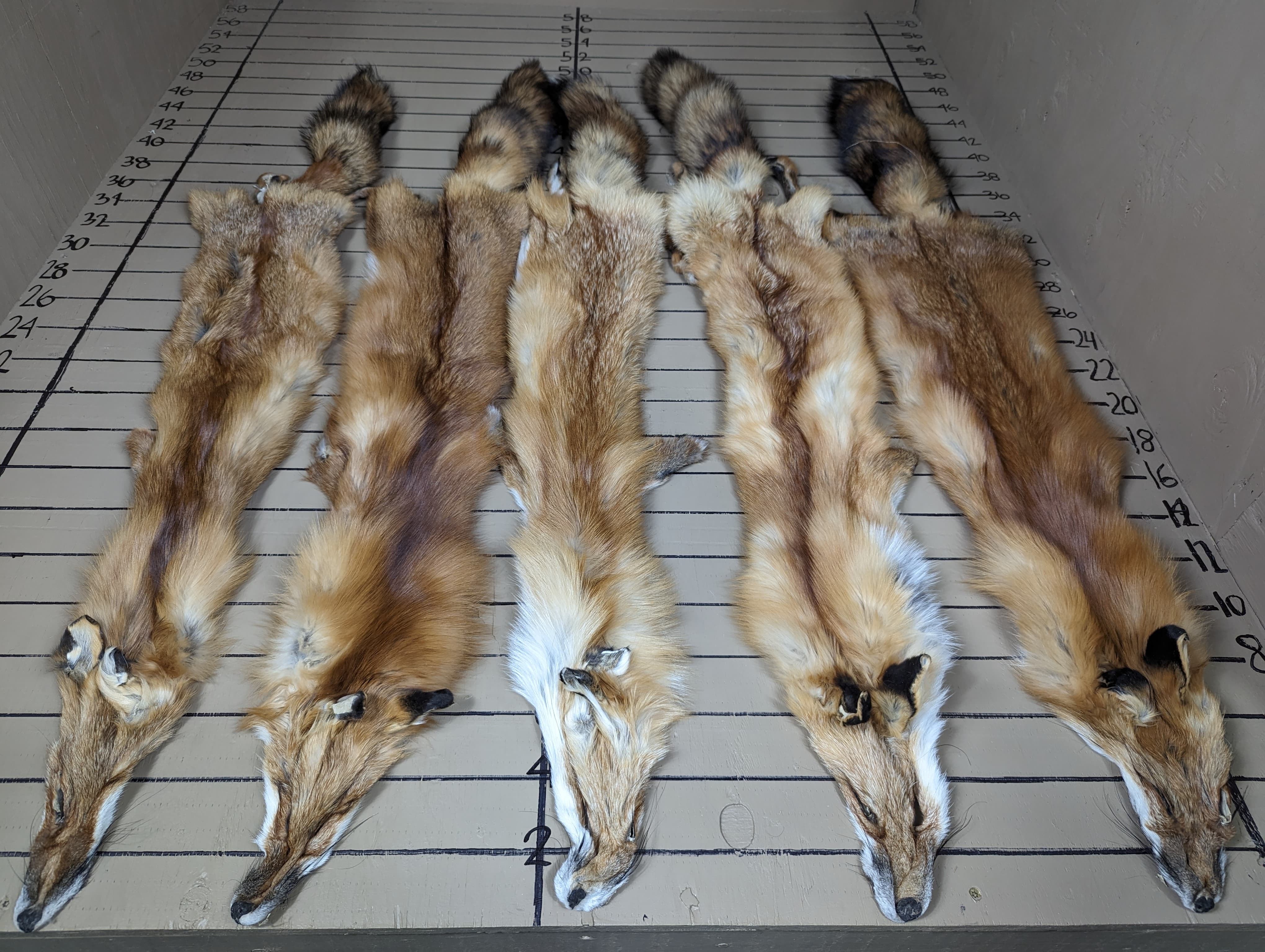 Eastern Red Fox Pelt #1 Quality – Prime Winter Fur | Rich Color & Excellent Density