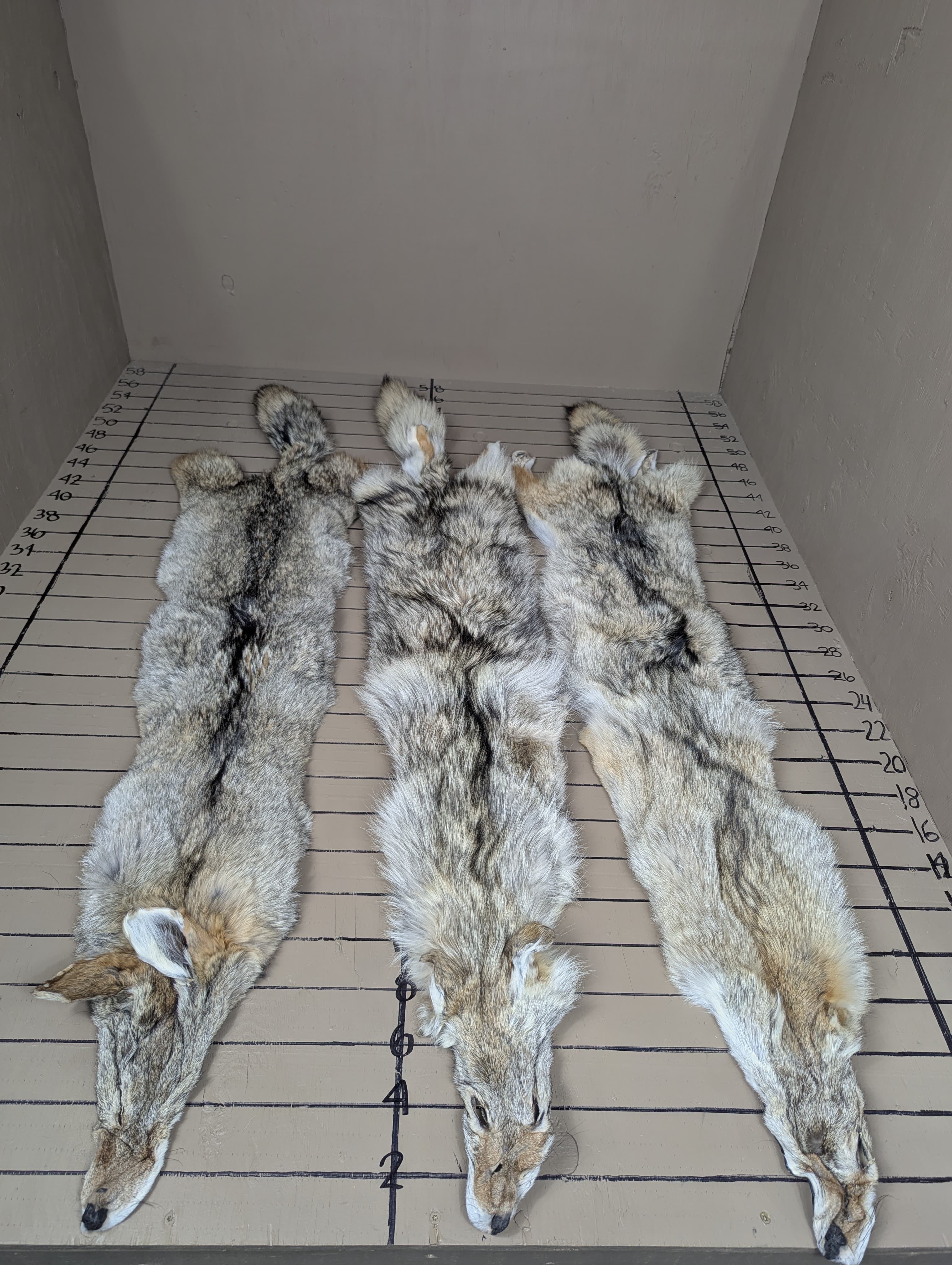 Western Coyote Pelt #2 Quality – Semi-Heavy Fur Tanned Hide | Natural Imperfections