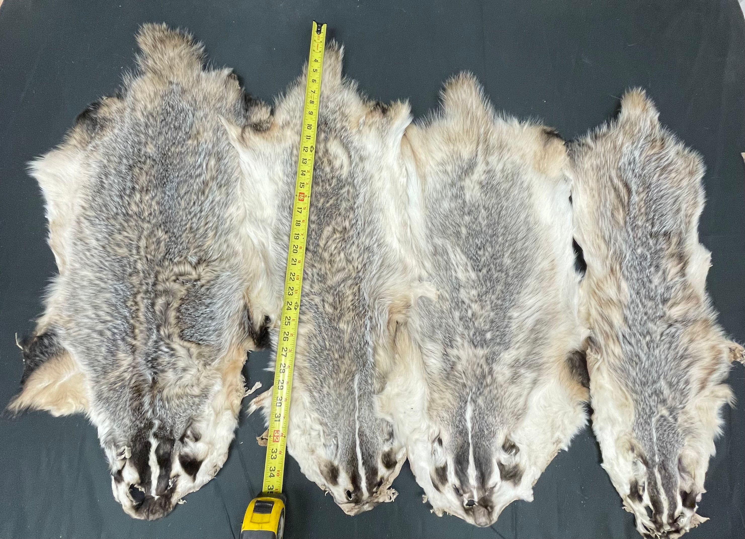 #2 Grade Pale Badger Pelts – Open Skinned & Flat | Natural Fur Craft, Wall Hanger, Rug Supply