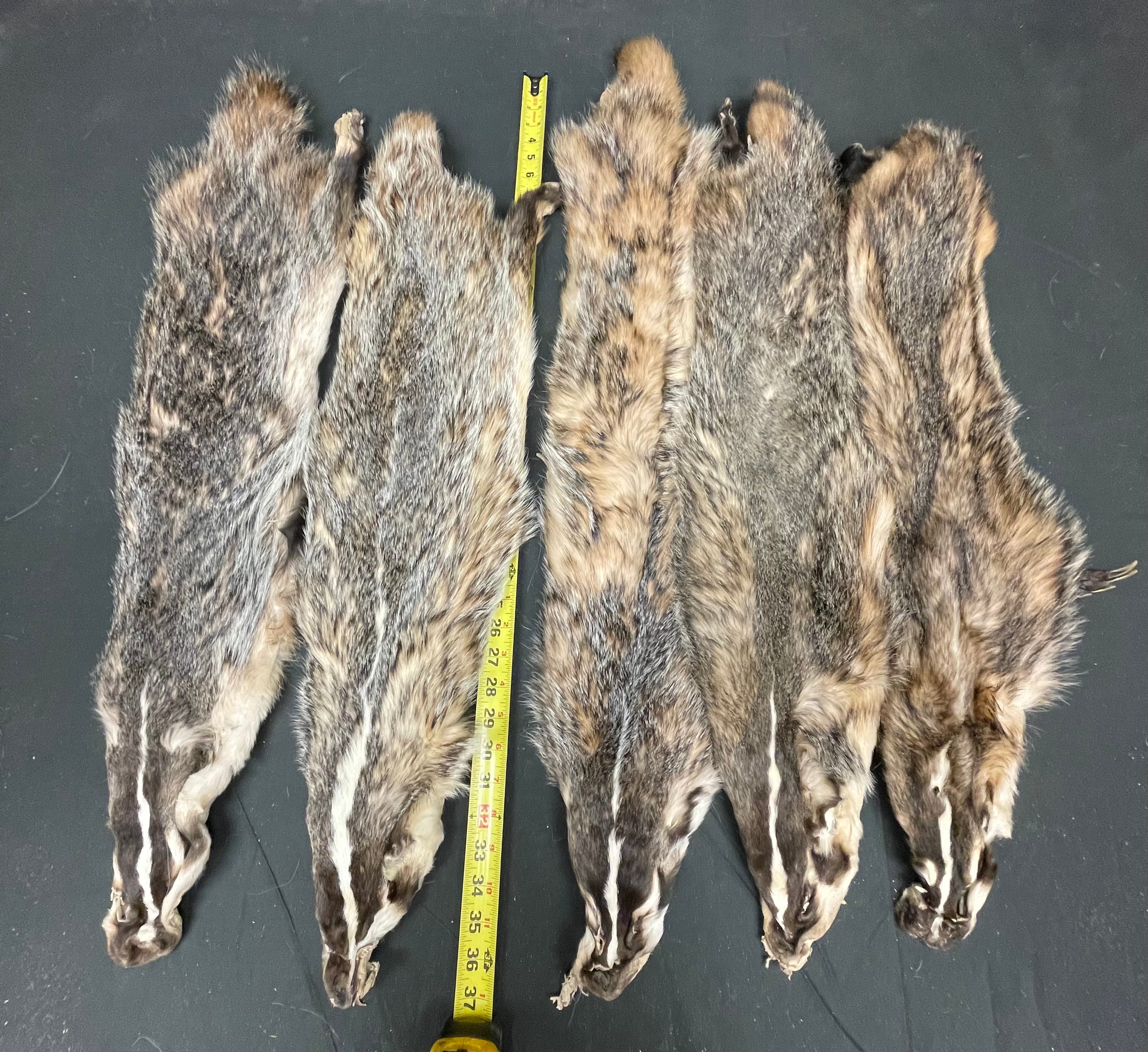 #2 Grade Dark Badger Pelts – Case Skinned with Feet | Flat Natural Fur for Crafts, Wall Hangers & Décor