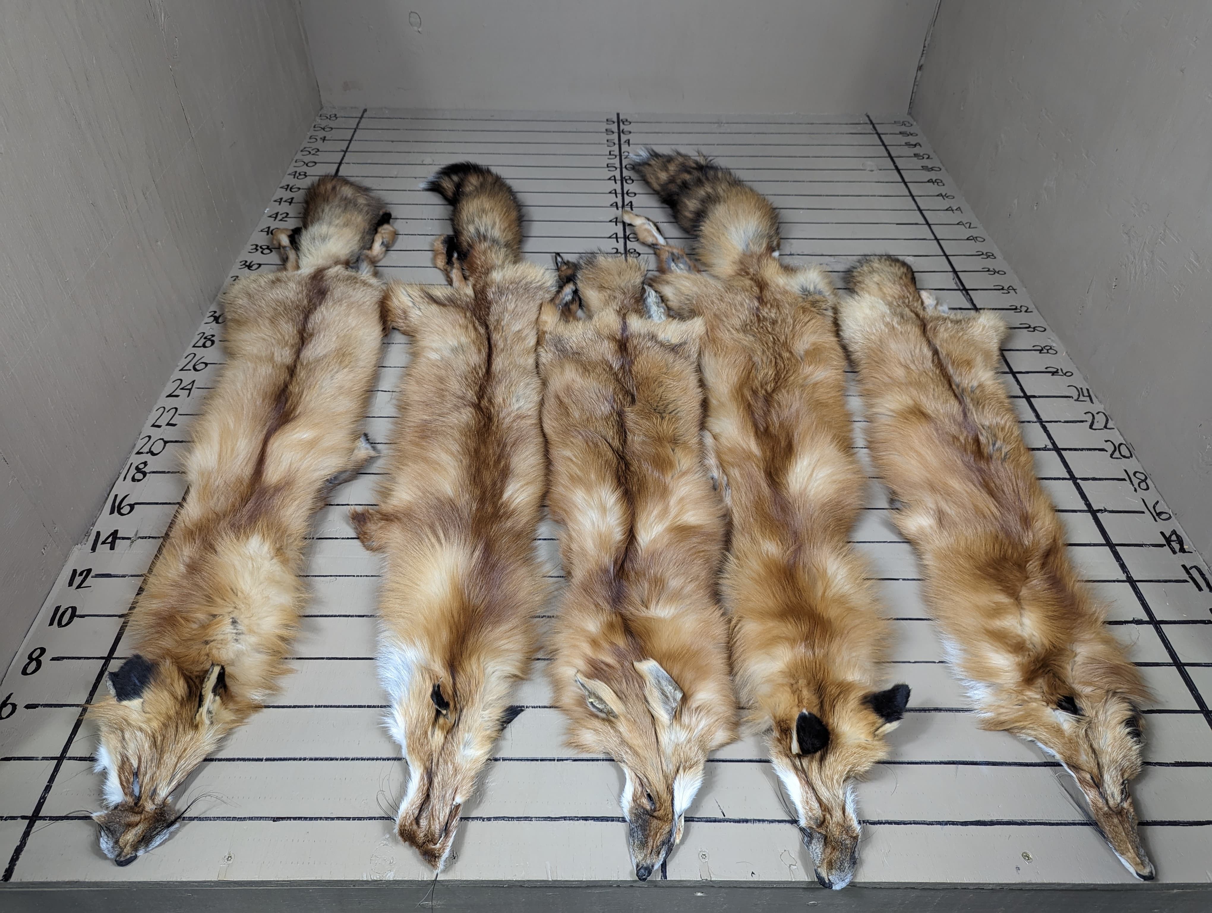 Northeast Red Fox Pelt #2 Quality – Prime Winter Fur | Natural Character, Craft & Display Use