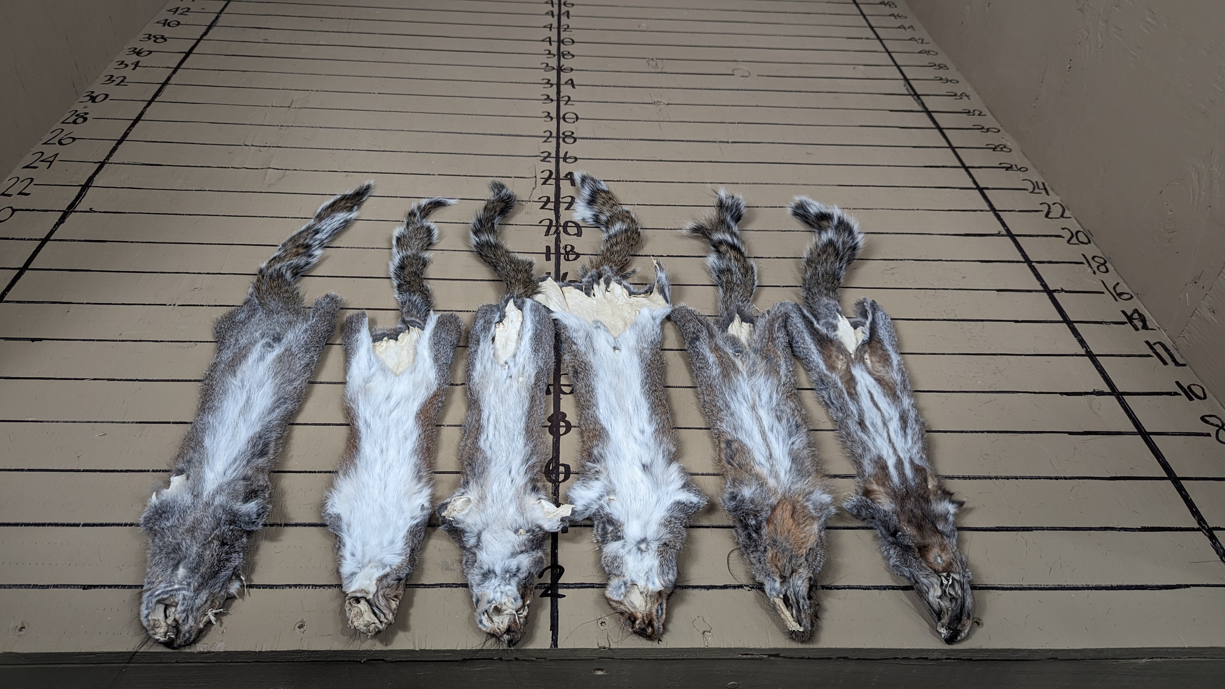 #1 Grade Grey Squirrel Pelts | Prime Natural Fur for Crafts, Fly Tying & Display