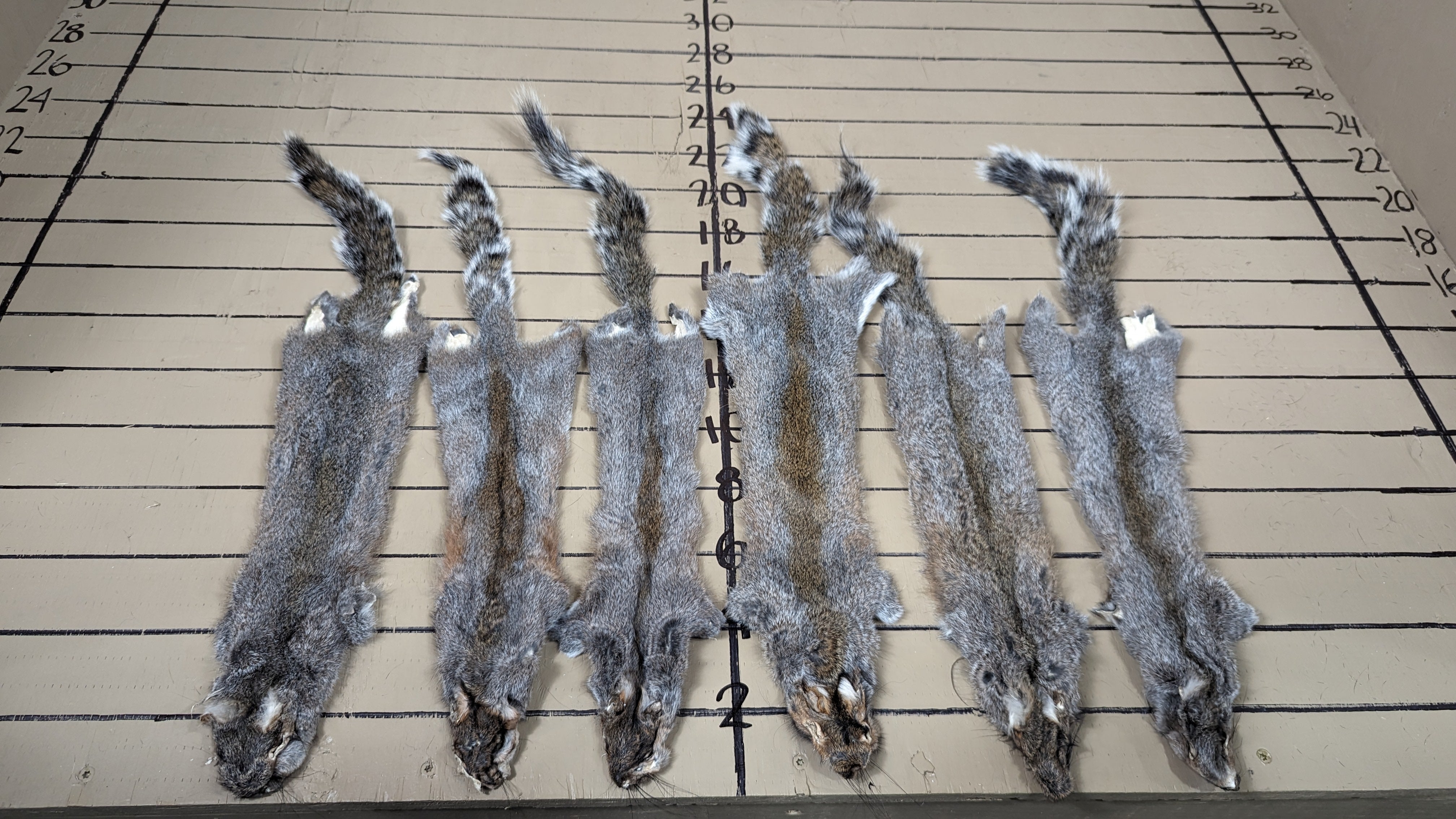 #1 Grade Grey Squirrel Pelts | Prime Natural Fur for Crafts, Fly Tying & Display