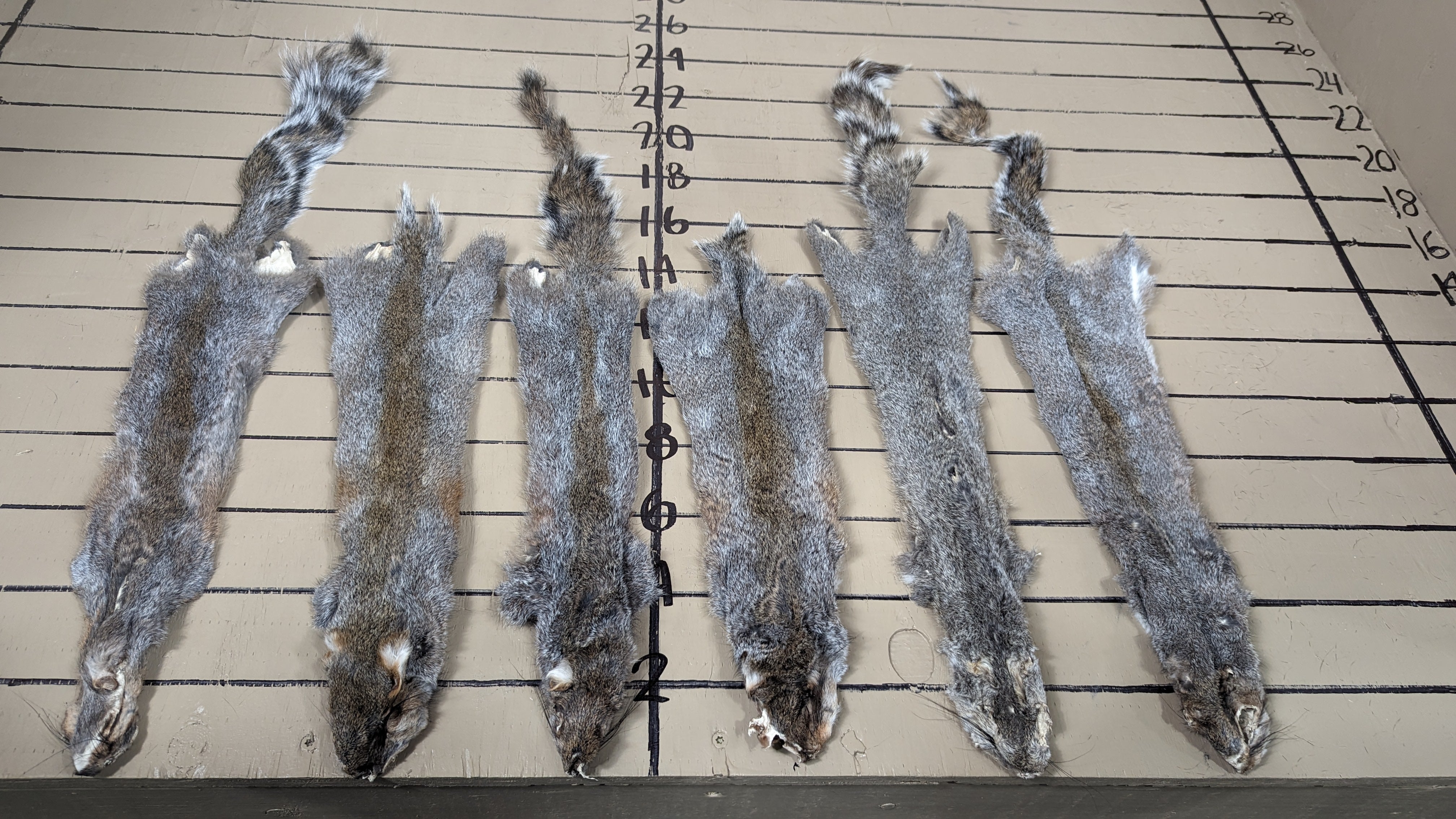 #2 Grade Grey Squirrel Pelts | Natural Fur Craft Hides with Minor Imperfections