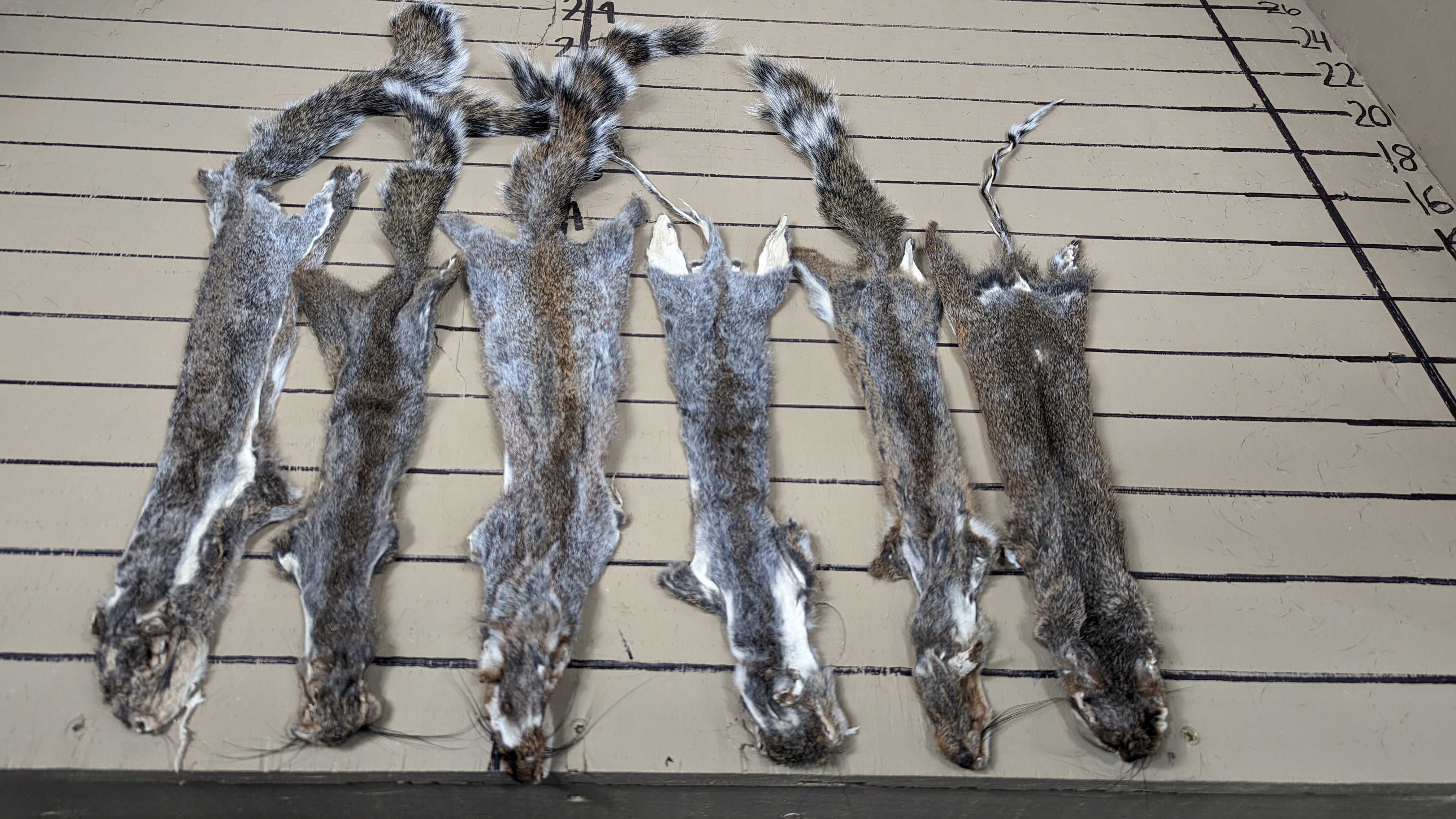 Craft Grade Grey Squirrel Pelts | Budget Natural Fur for DIY, Fly Tying & Patchwork