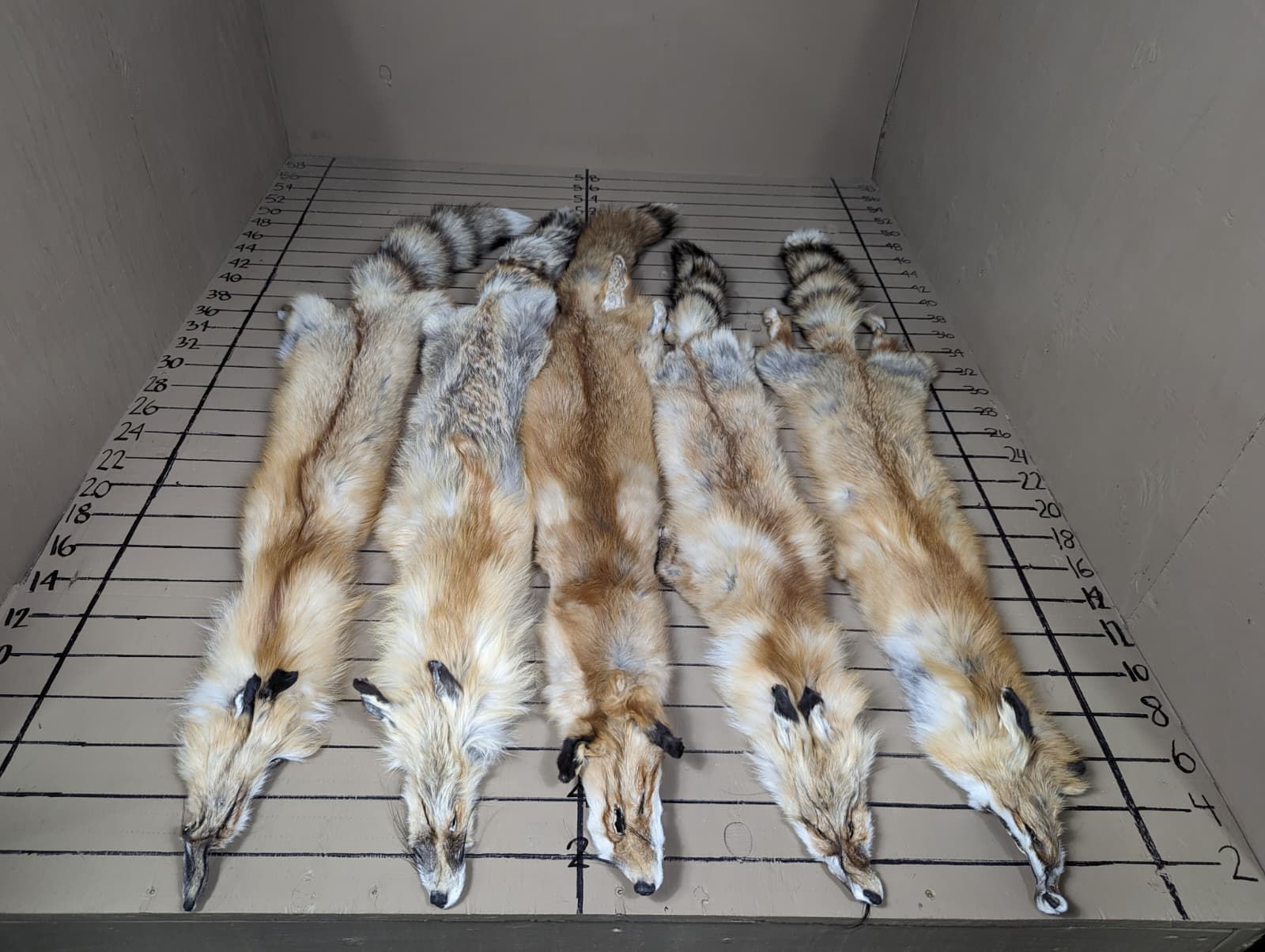 Western Red Fox pelt #3