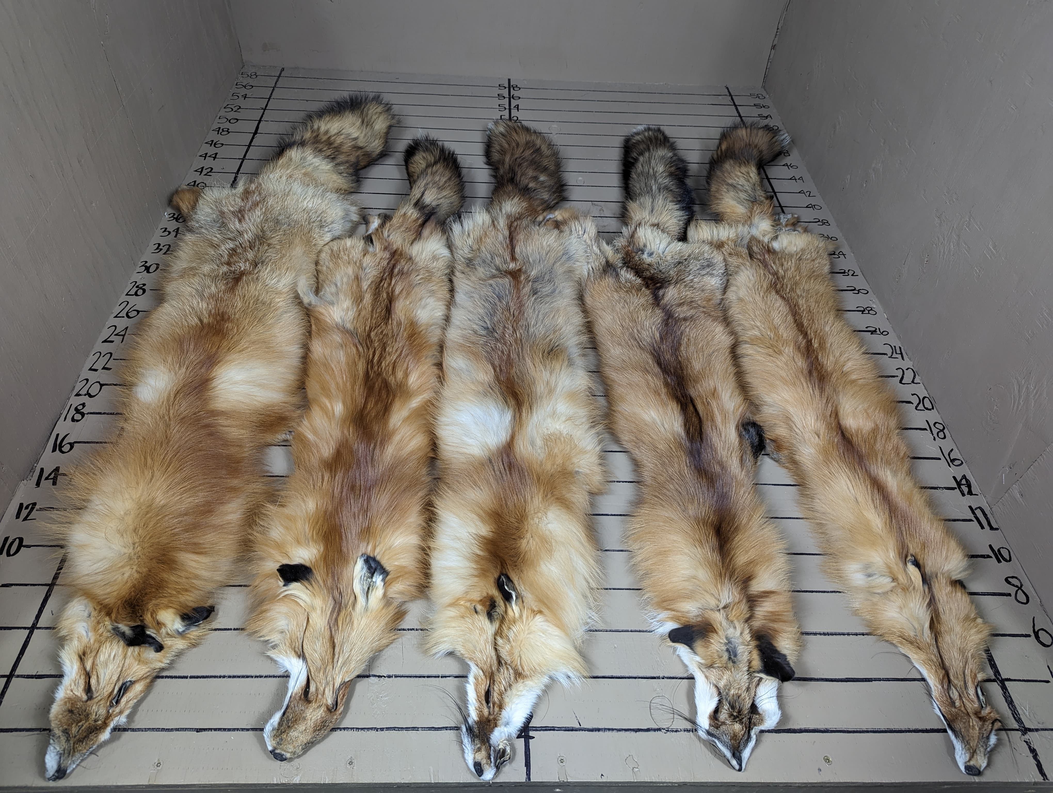 Northern Red Fox Pelt #3 Quality – Ultra-Dense Prime Winter Fur | Craft & Project Grade