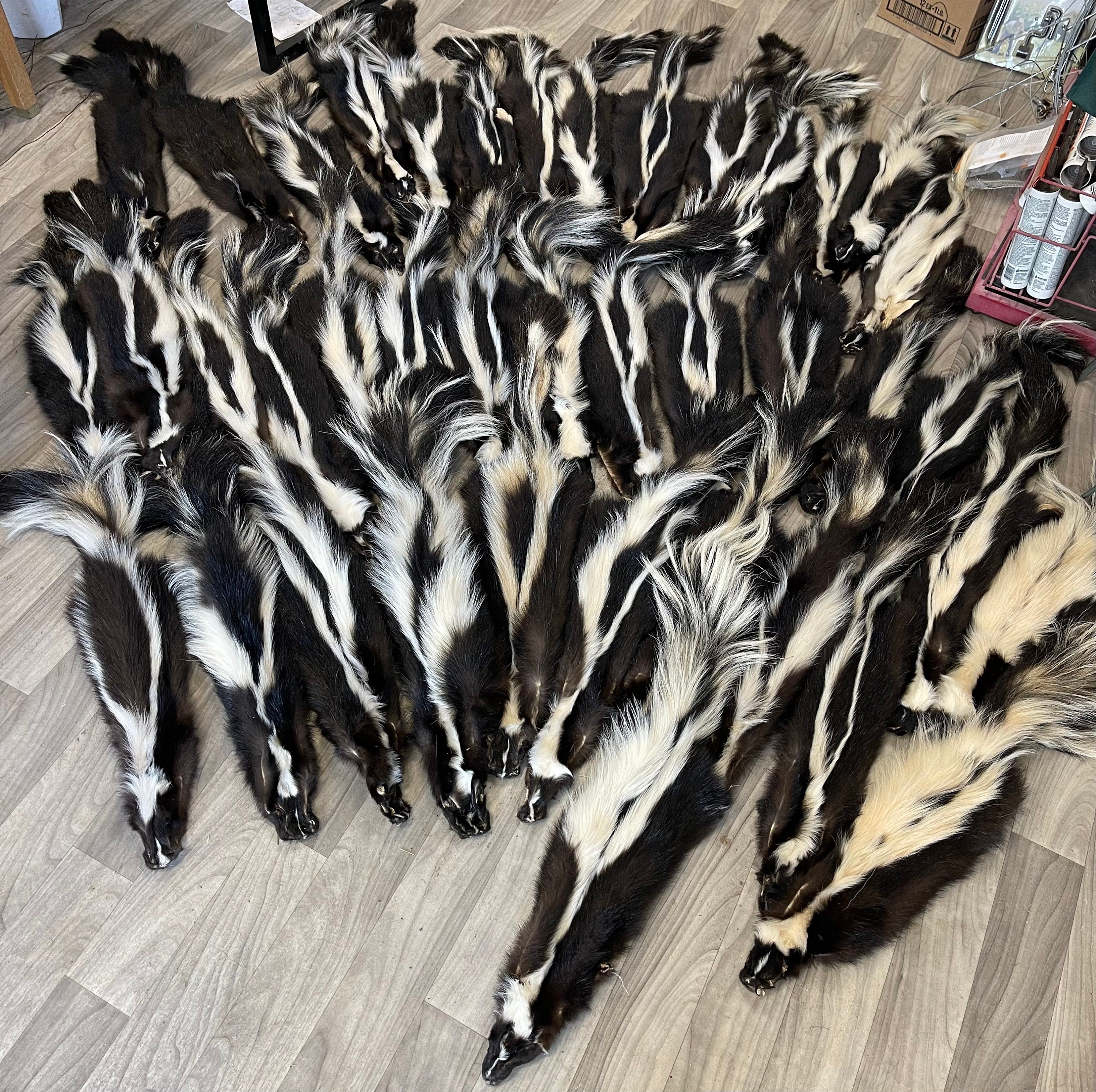 Tanned skunk hide Real fur ethically sourced fur skunk pelt fly tying fur craft