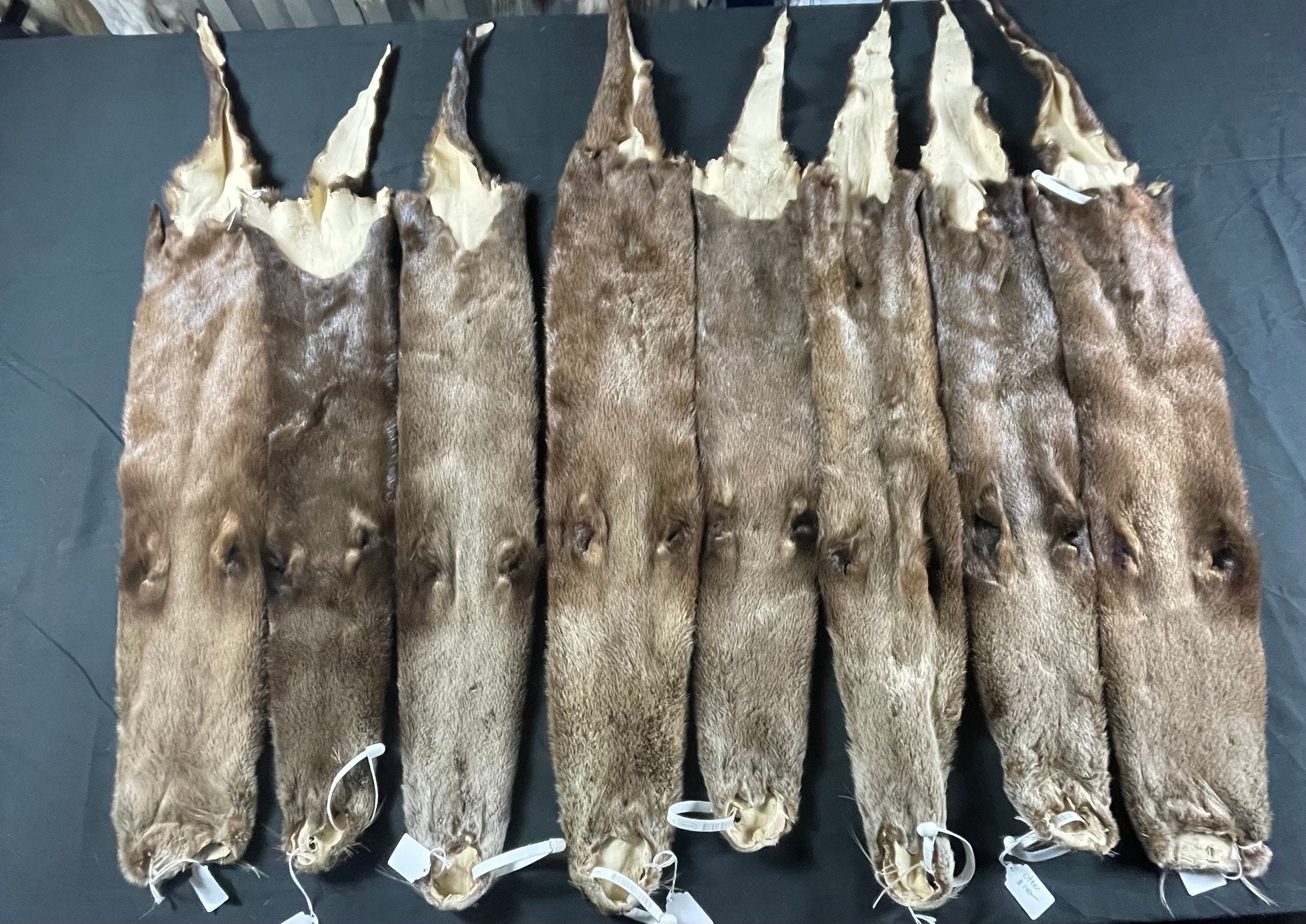 Otter professionally soft tanned premium quality