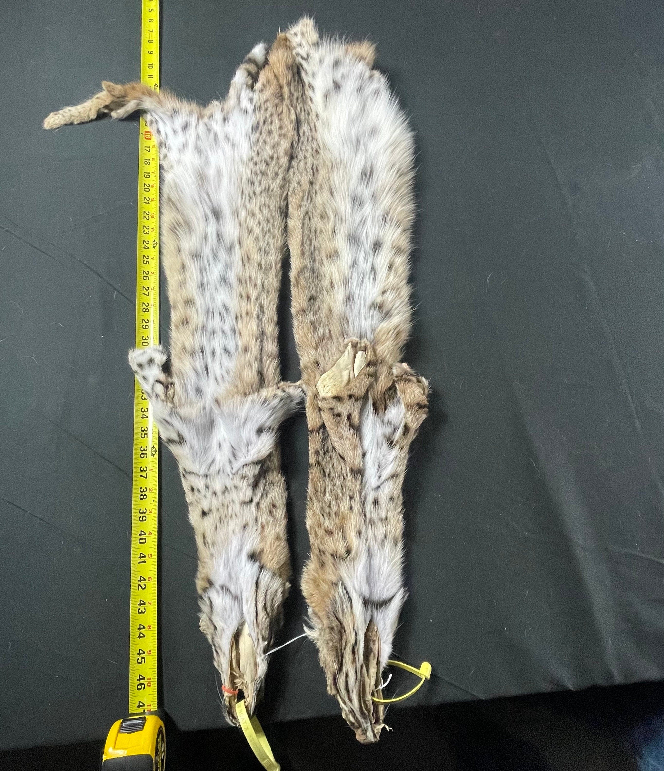 Bobcat professionally soft tanned fur/real fur