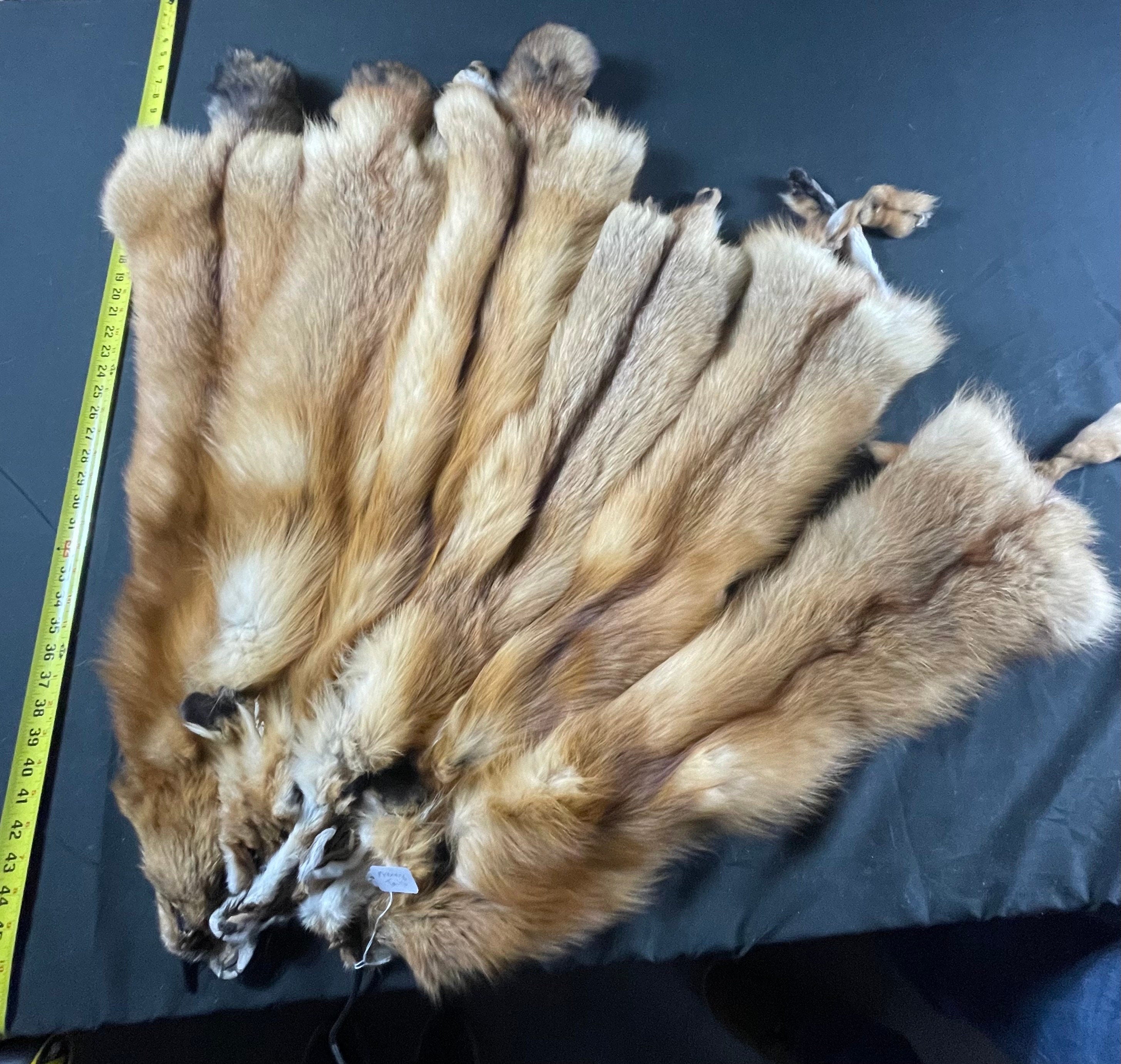Tanned red fox professional soft tanned silky fur