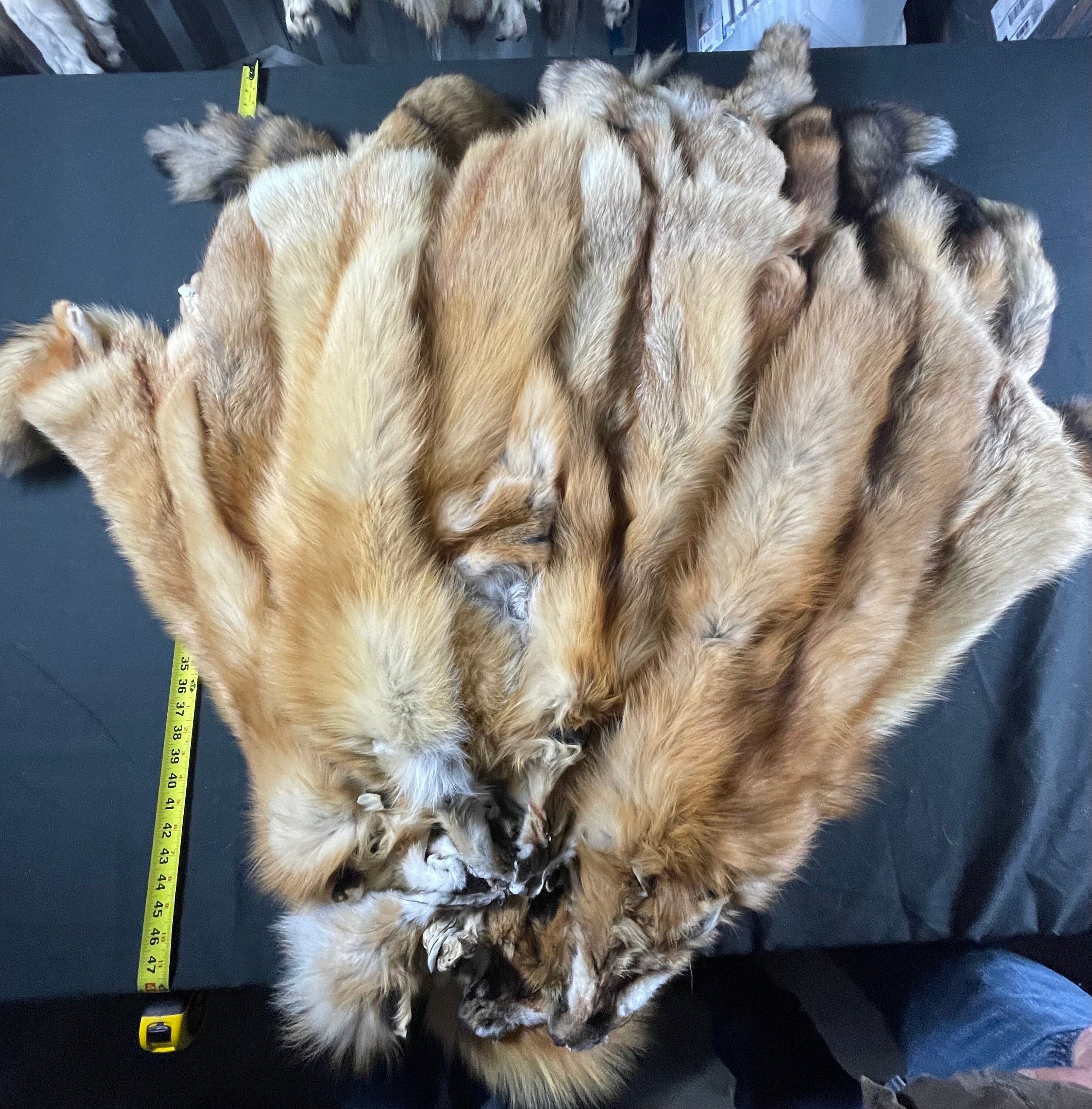 Tanned red fox professional soft tanned silky fur