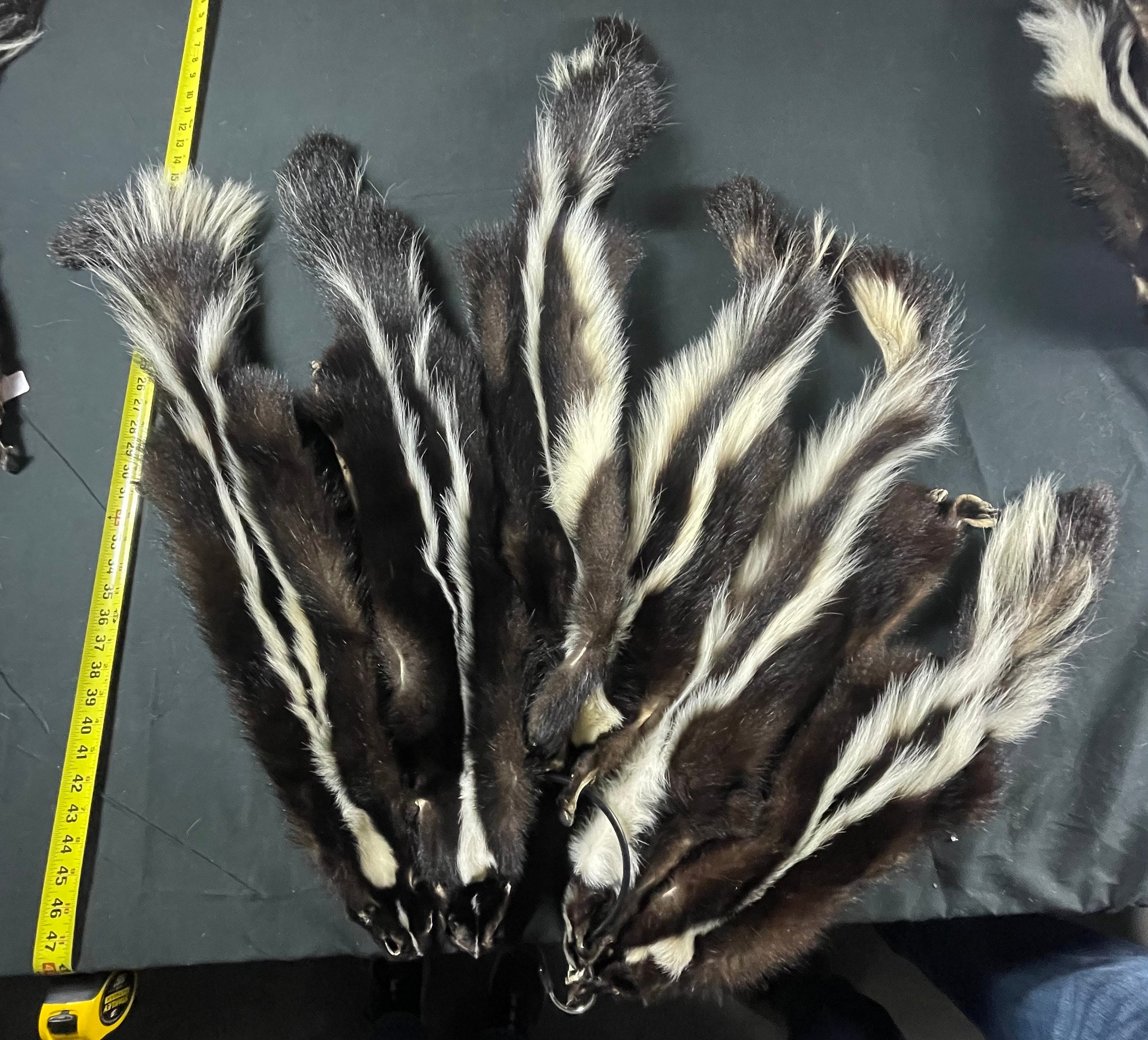 Tanned skunk hide with feet