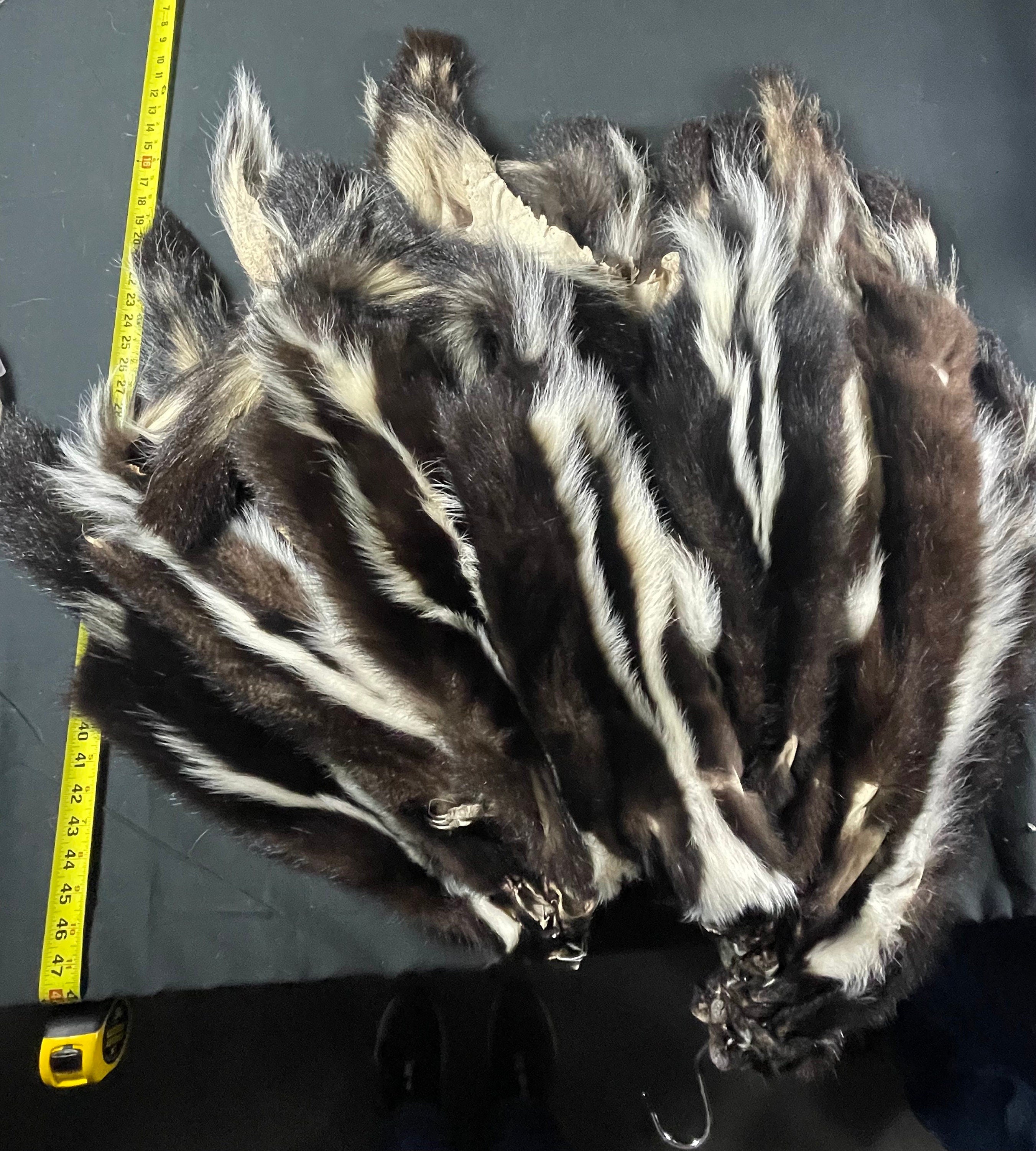Tanned skunk hide damaged