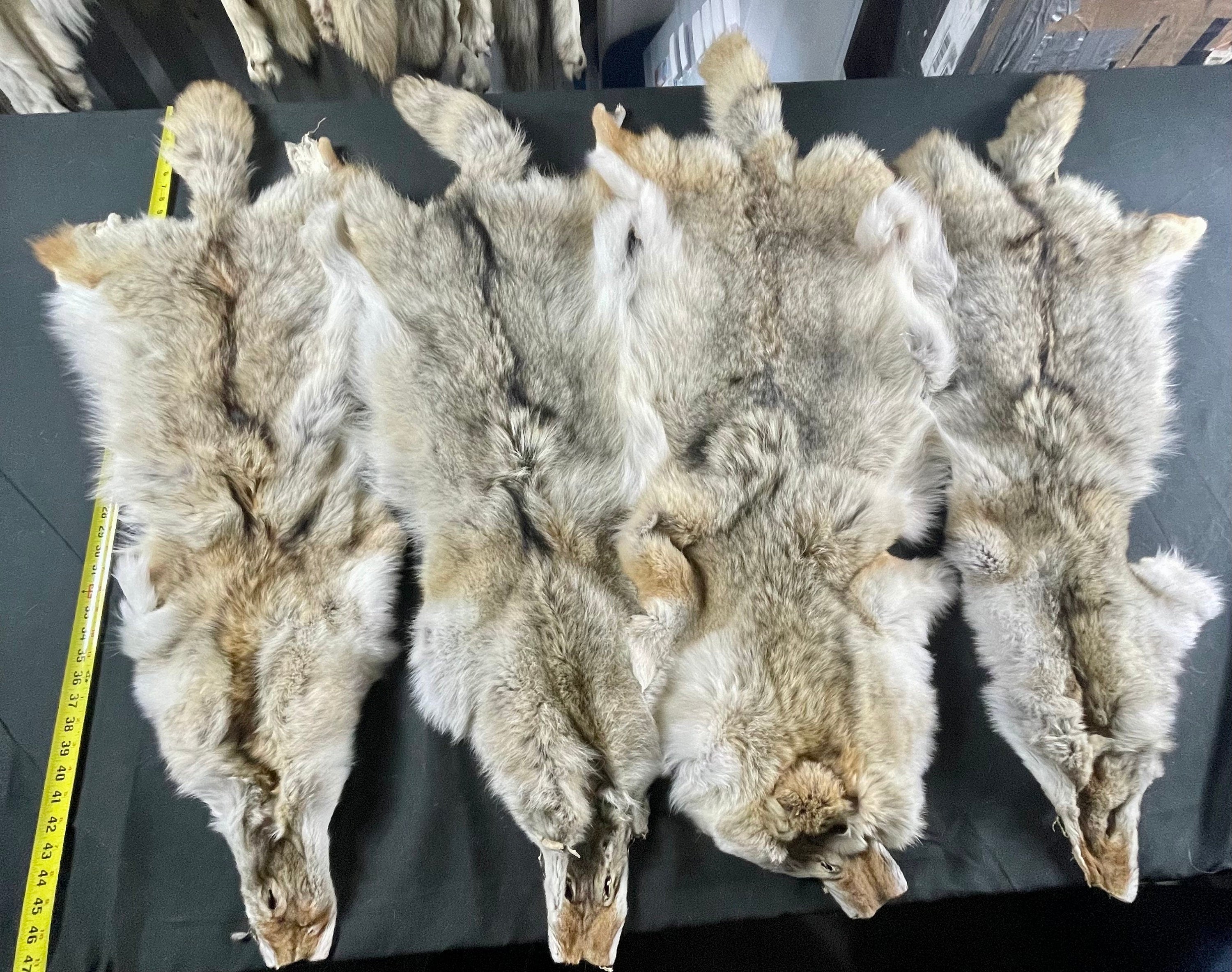 Tanned coyotes western  soft tanned hides