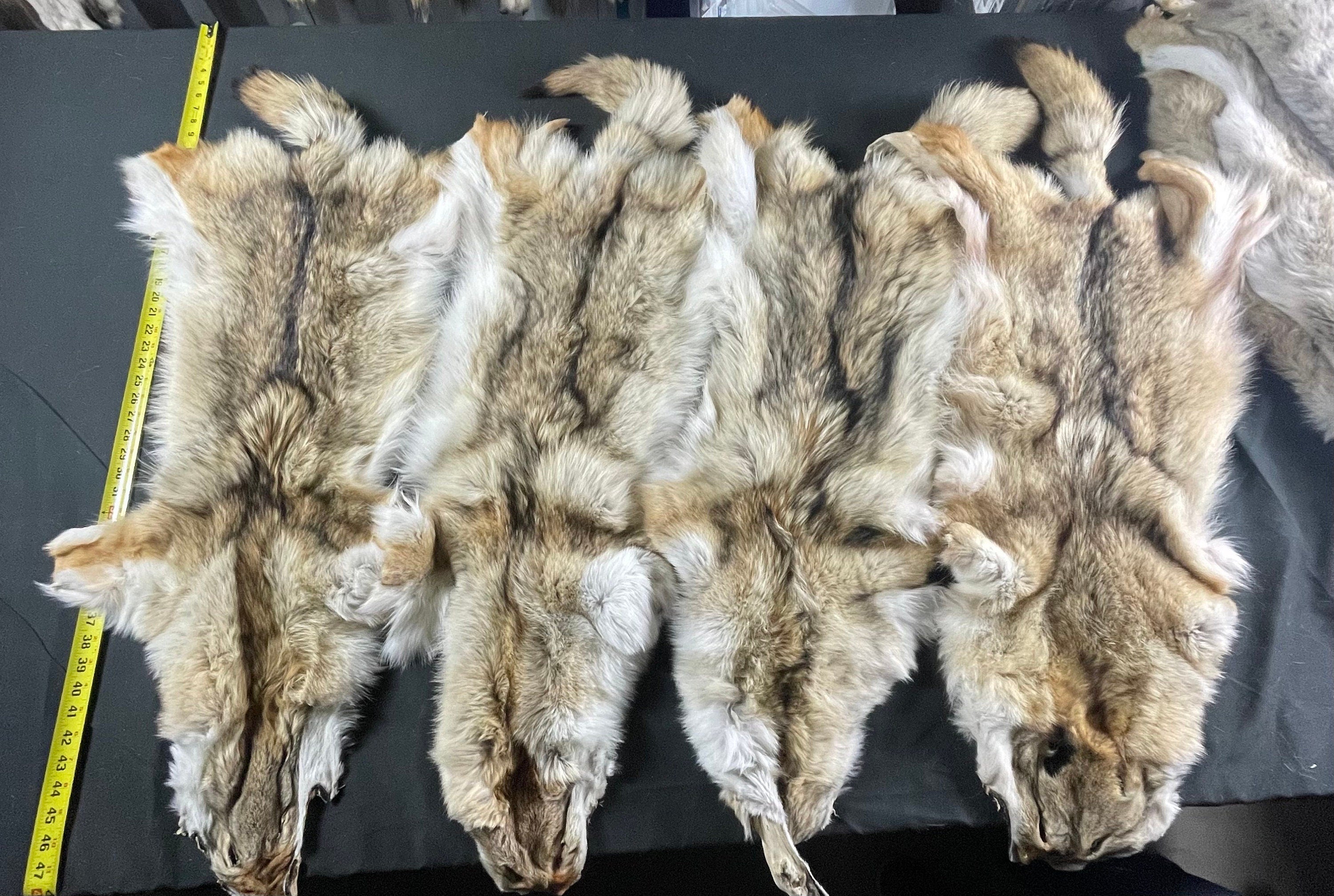 Tanned coyotes western  soft tanned hides