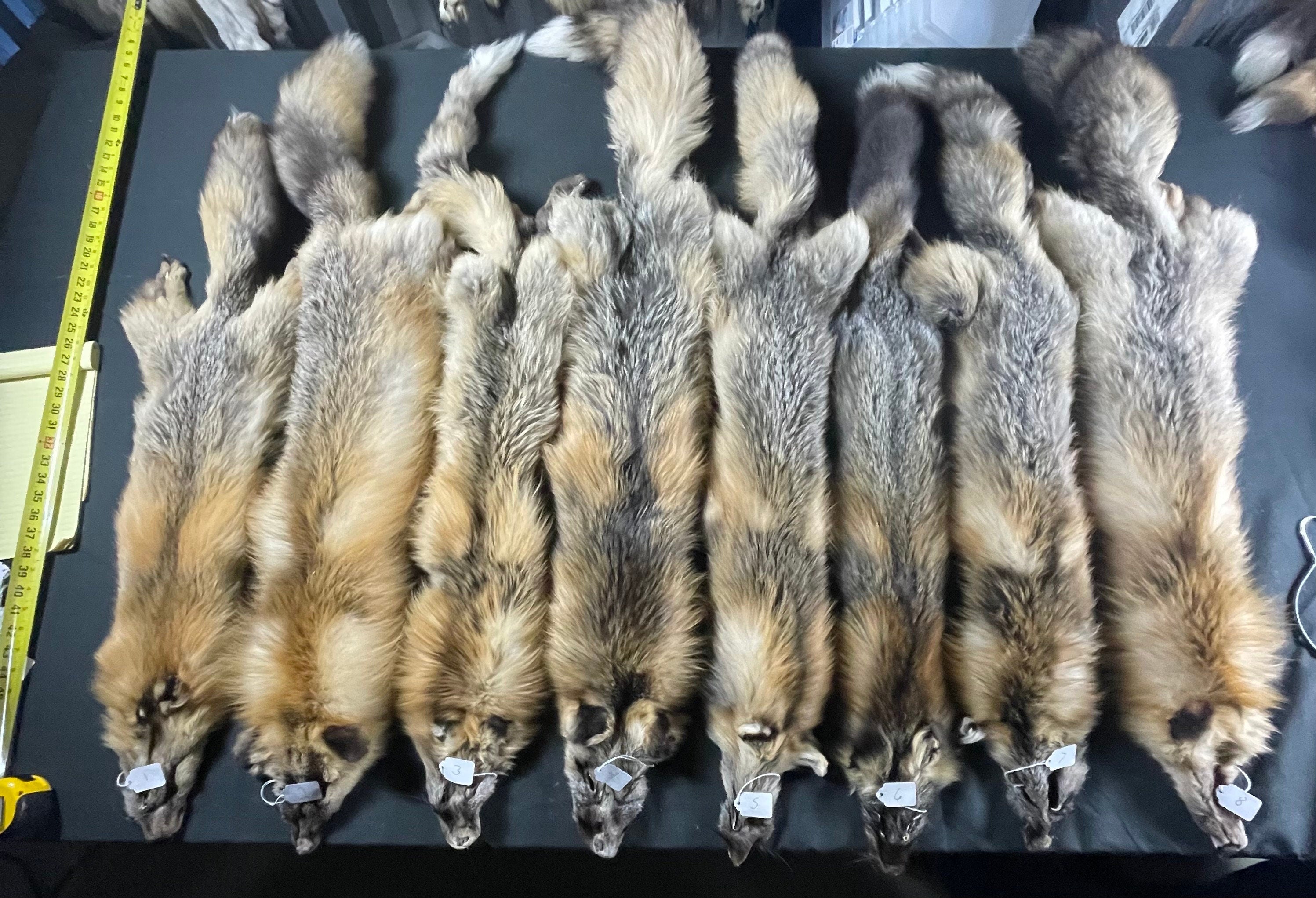 Premium Tanned wild cross fox soft tanned #2