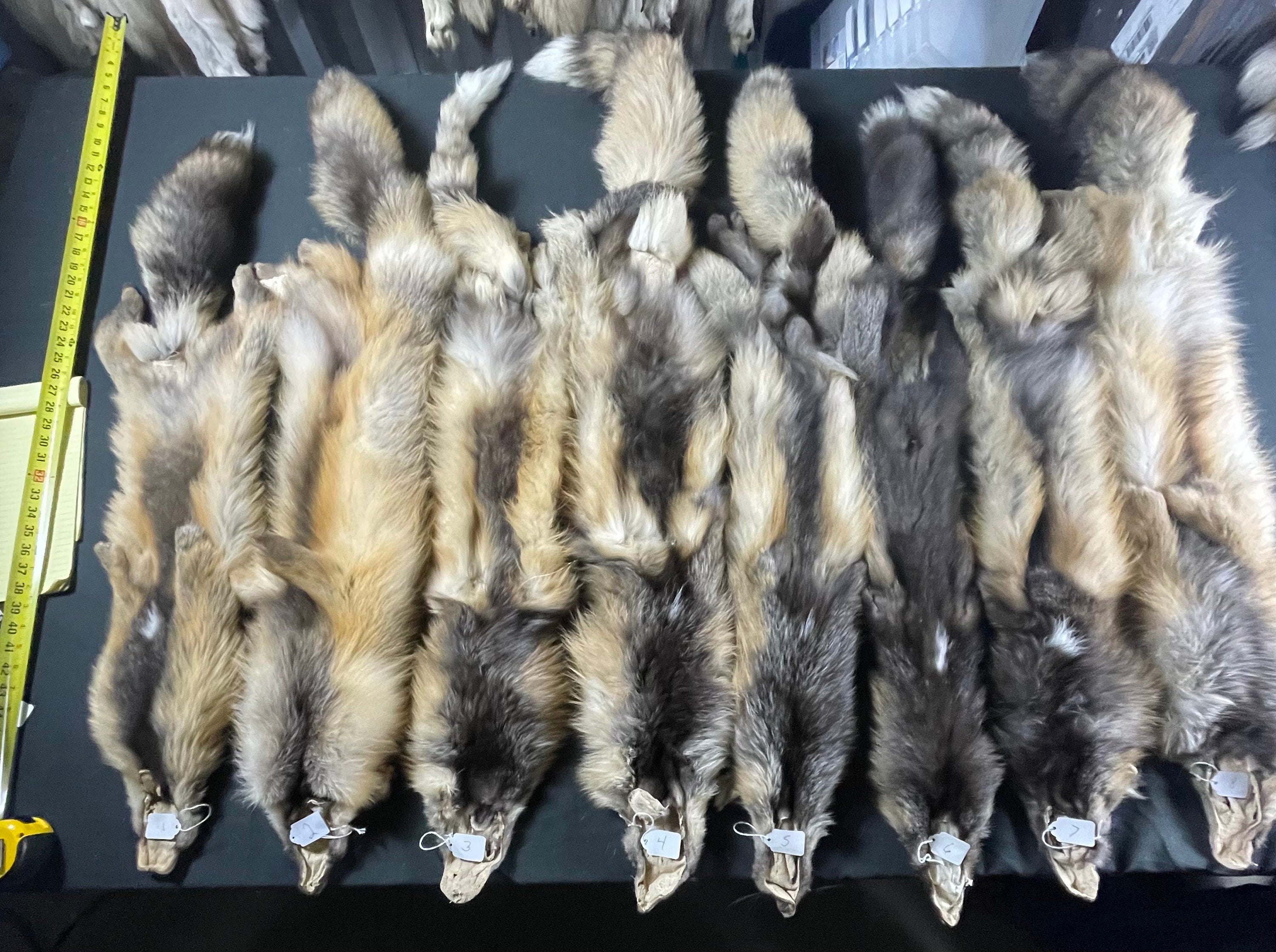 Premium Tanned wild cross fox soft tanned #2