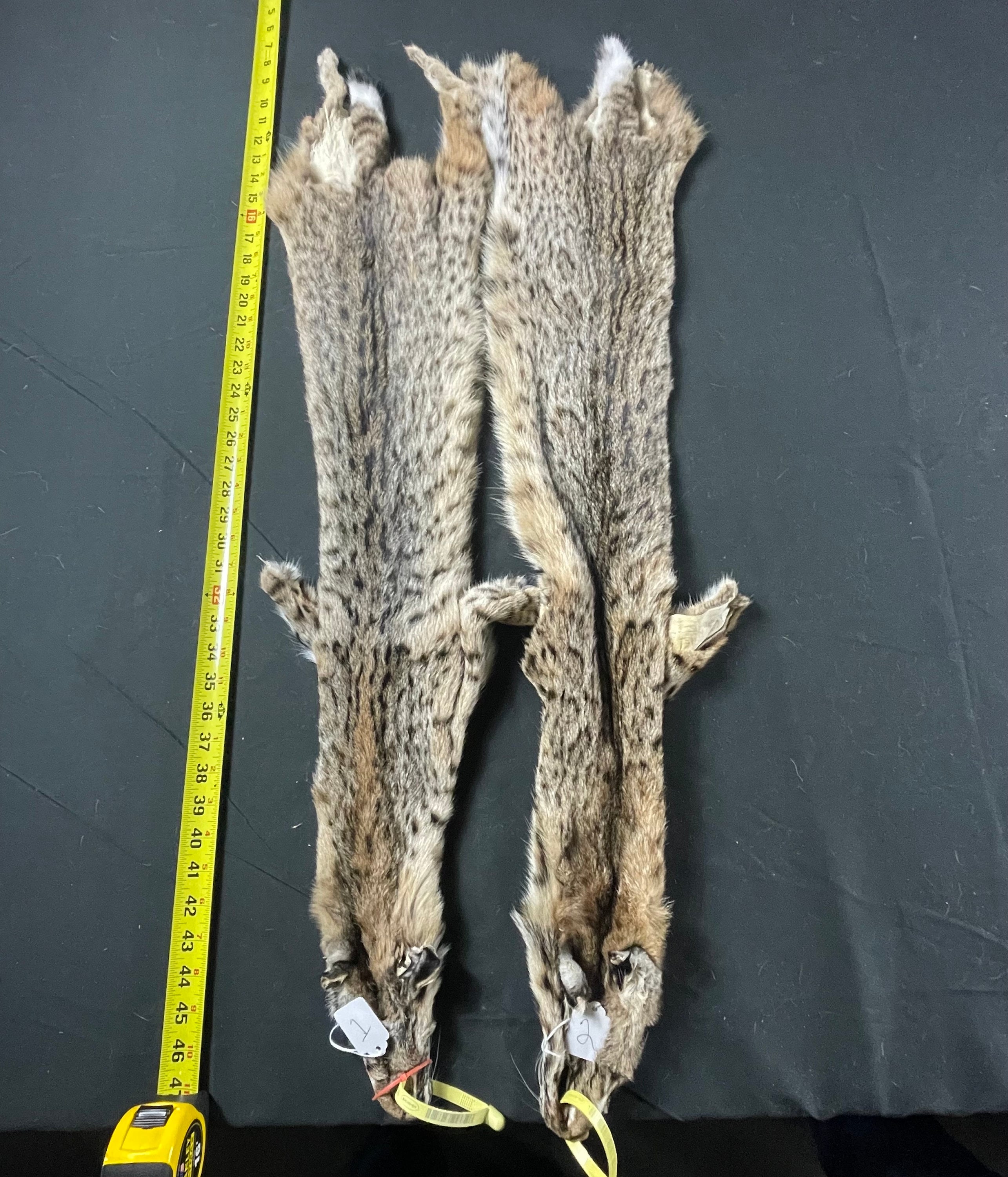 Bobcat professionally soft tanned fur/real fur