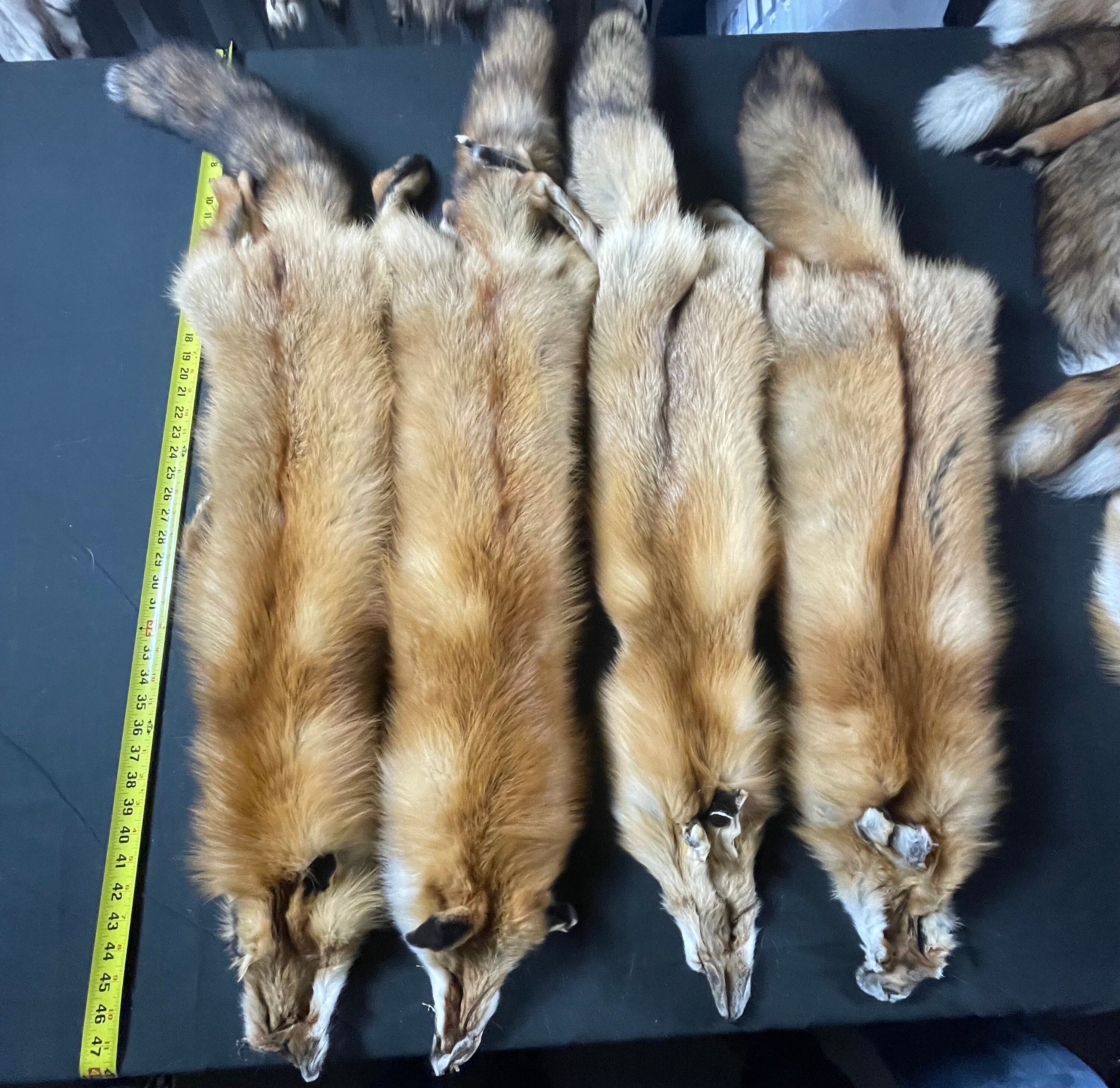 Tanned red fox professional soft tanned silky fur