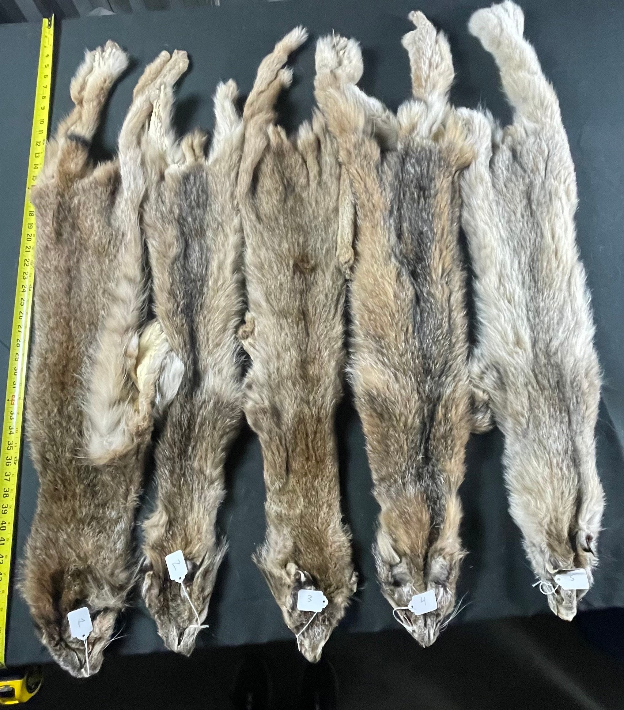 Tanned Lynx  soft tanned hides Large