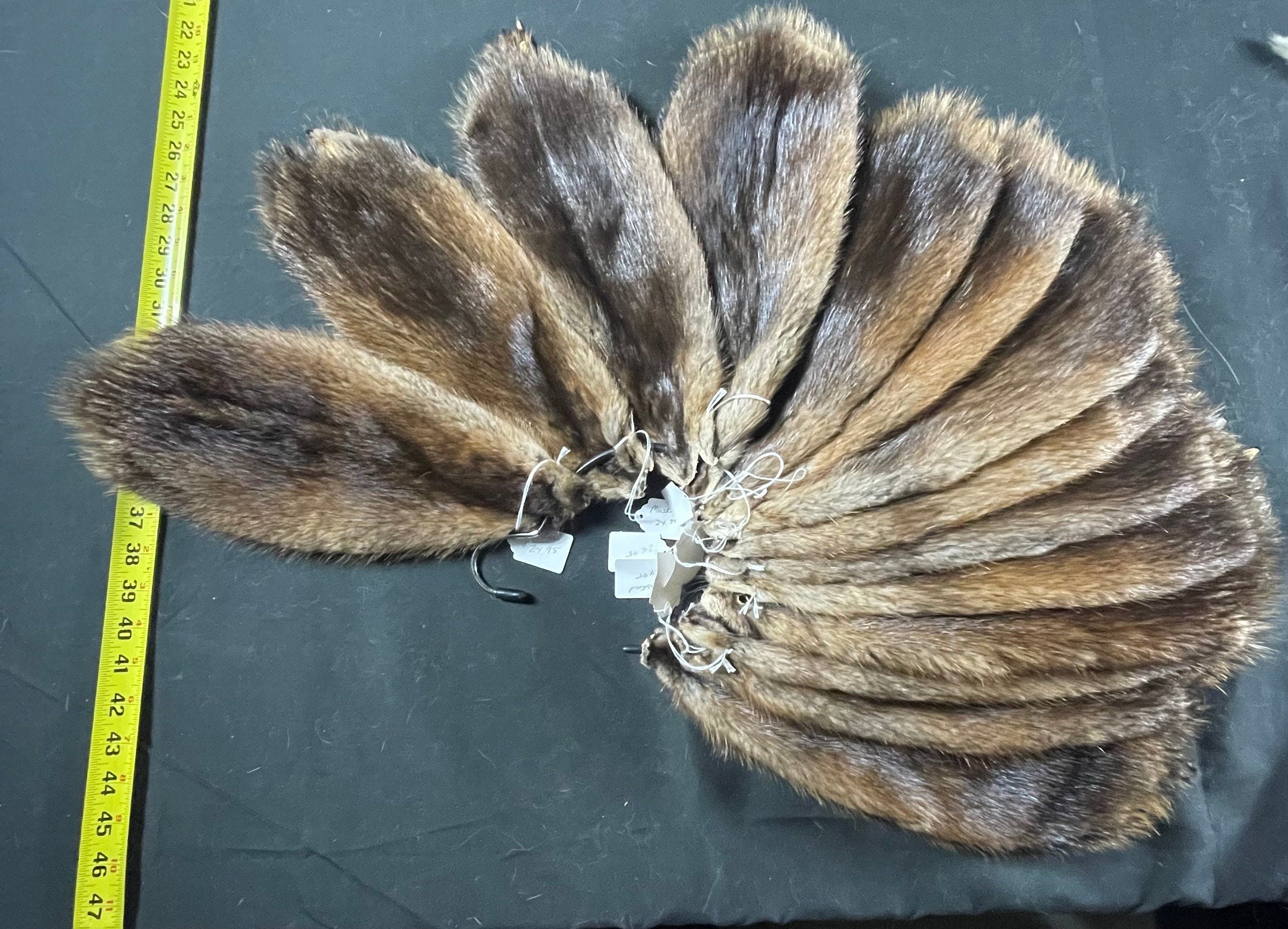 Tanned muskrat hide. Soft tanned great quality XL
