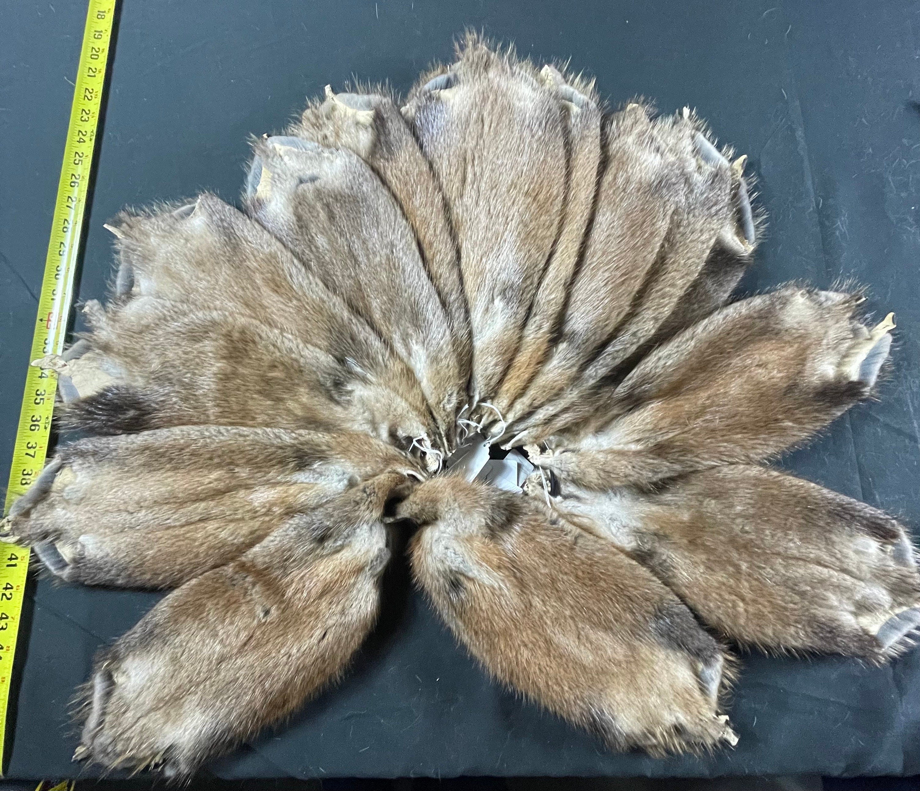 Tanned muskrat hide. Soft tanned great quality XL