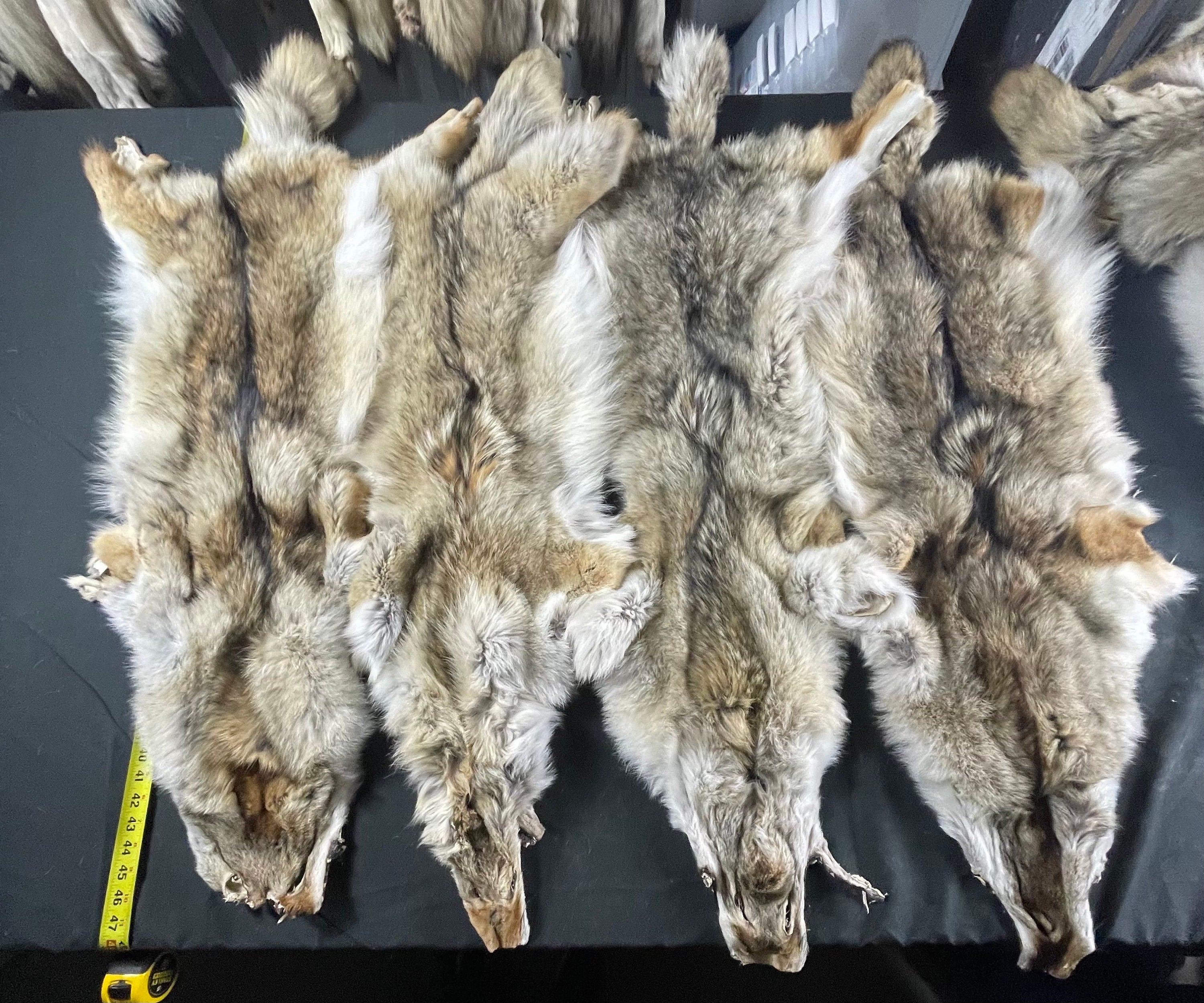 Tanned coyotes western  soft tanned hides